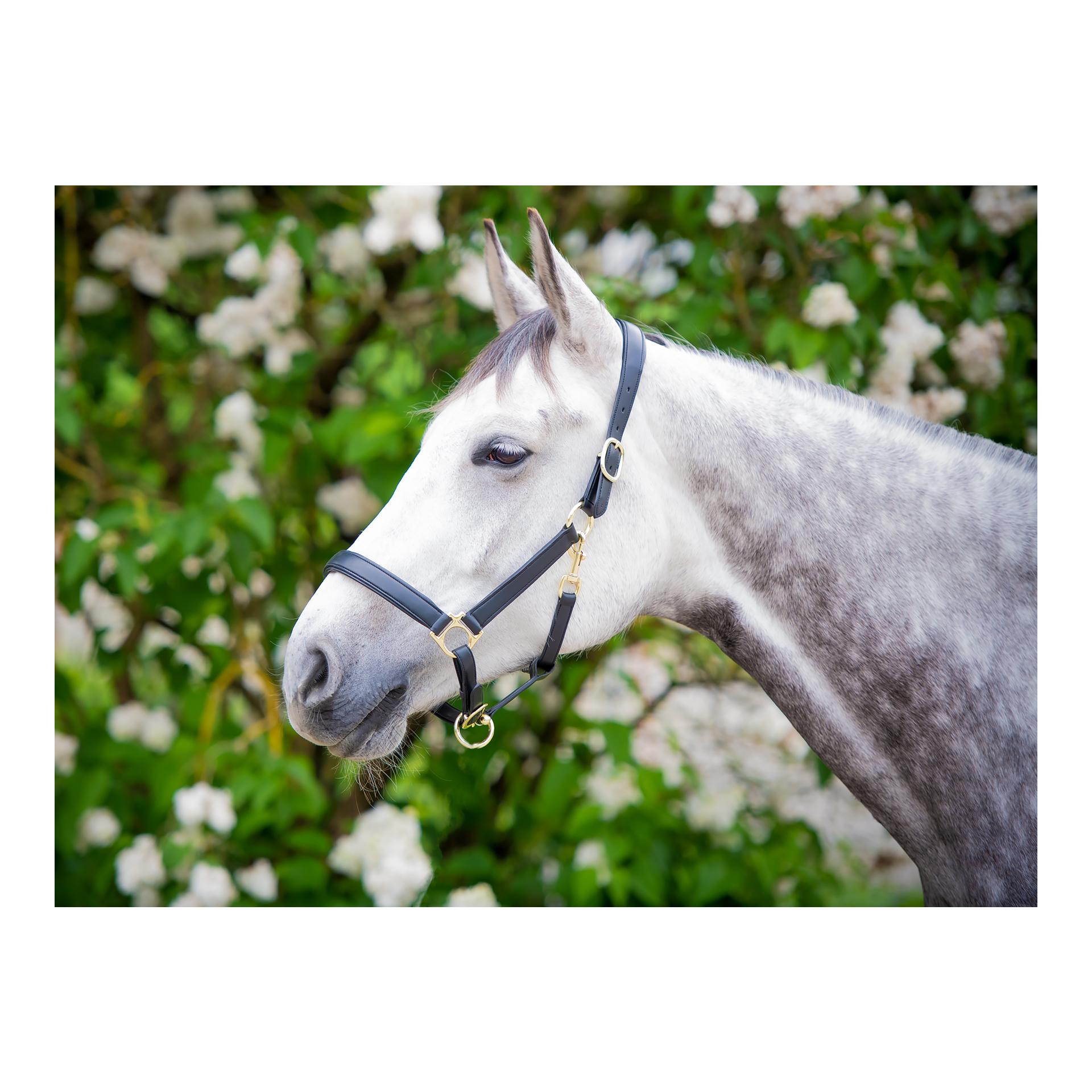 Halfter Mela Anatomical - schwarz/gold