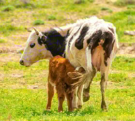 Hauptner-KAT-Kaelberaufzucht