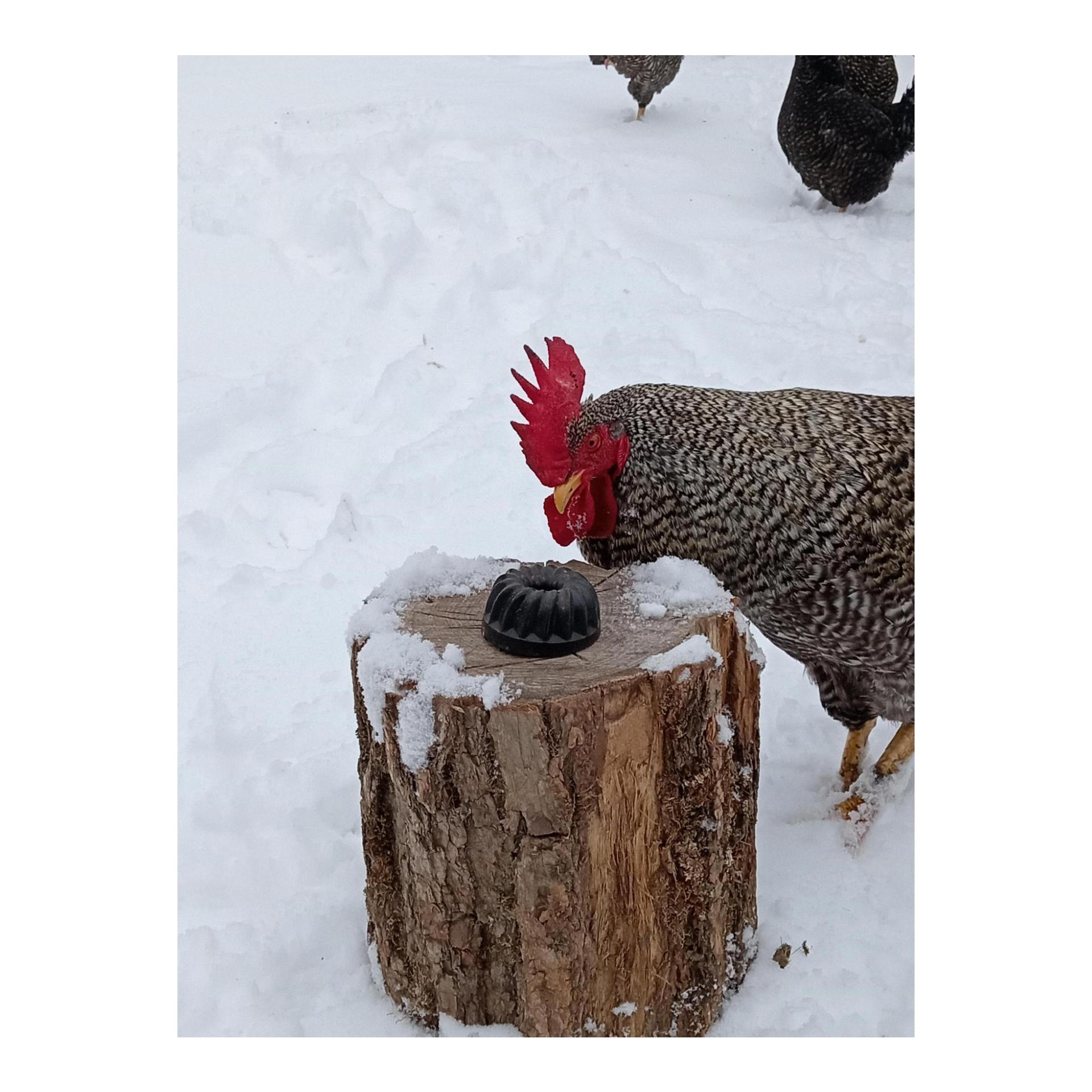Hauptner Kleiner Energie Gugelhupf 