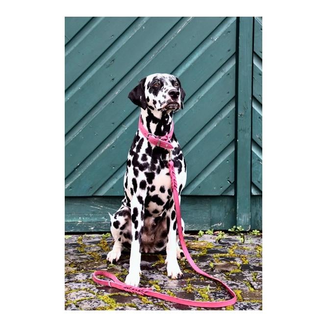 Hundehalsband Mono Pop