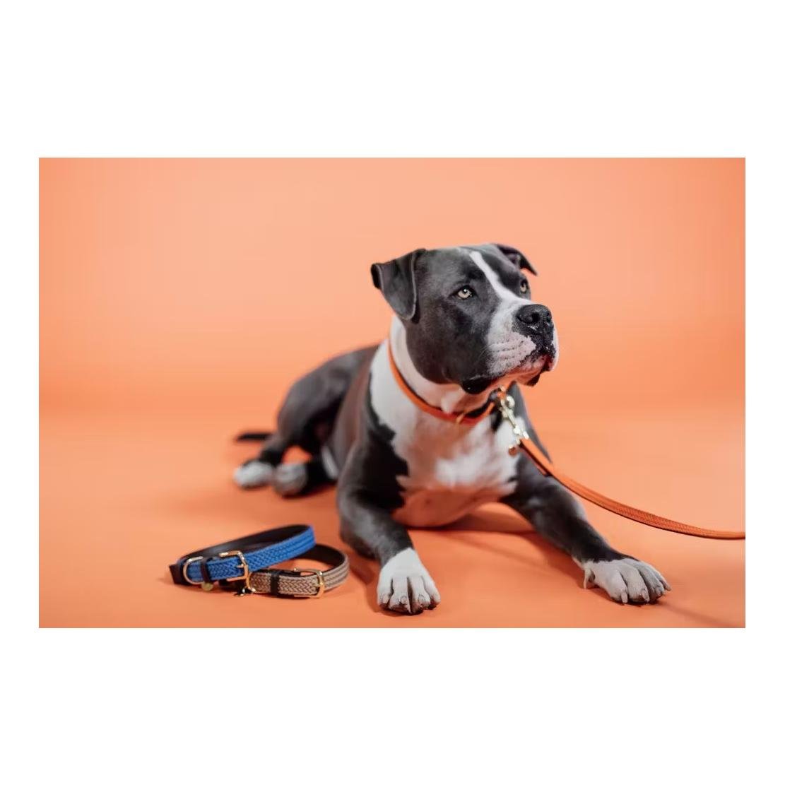 Hundeleine Nylon geflochten 