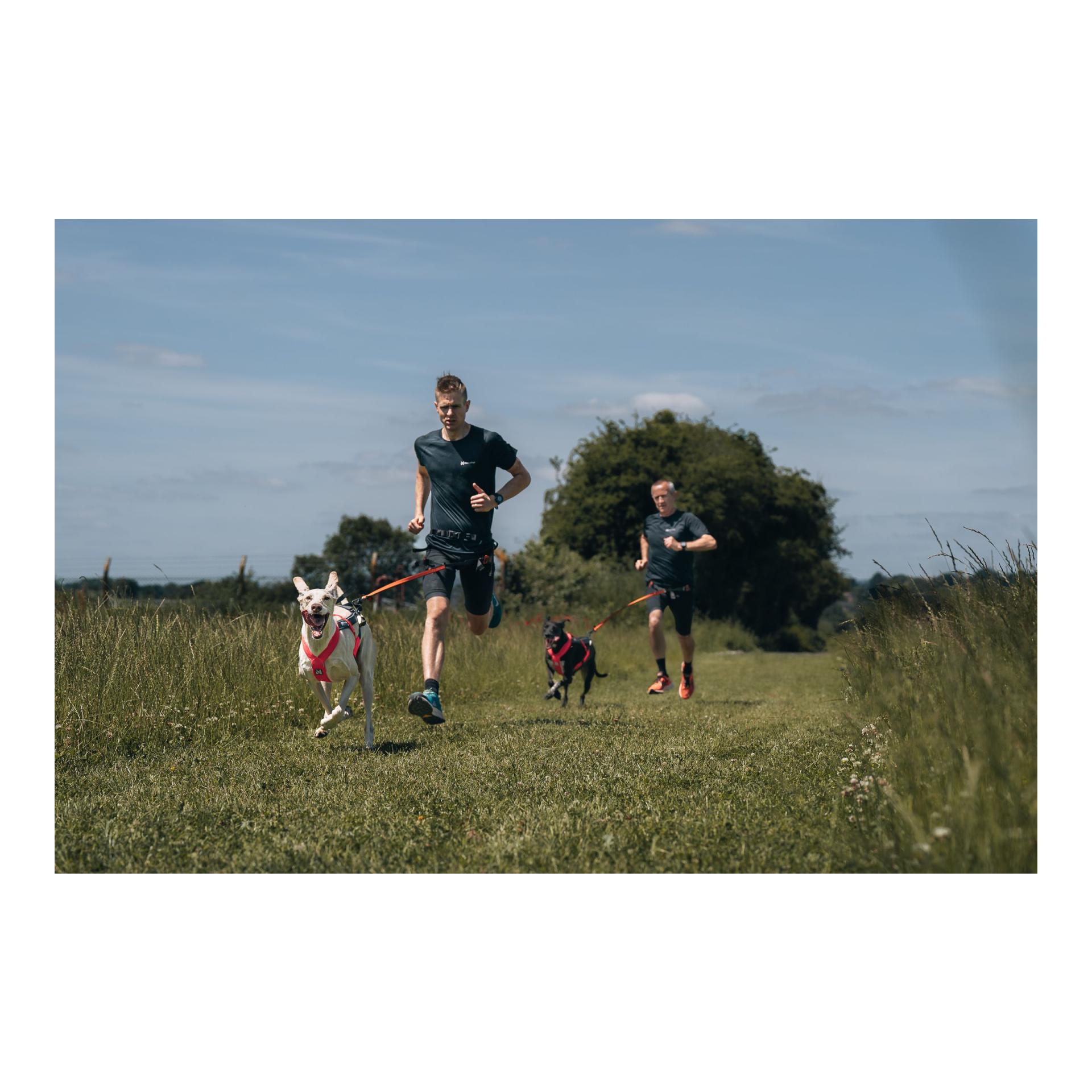 Zuggeschirr Freemotion Harness 5.0