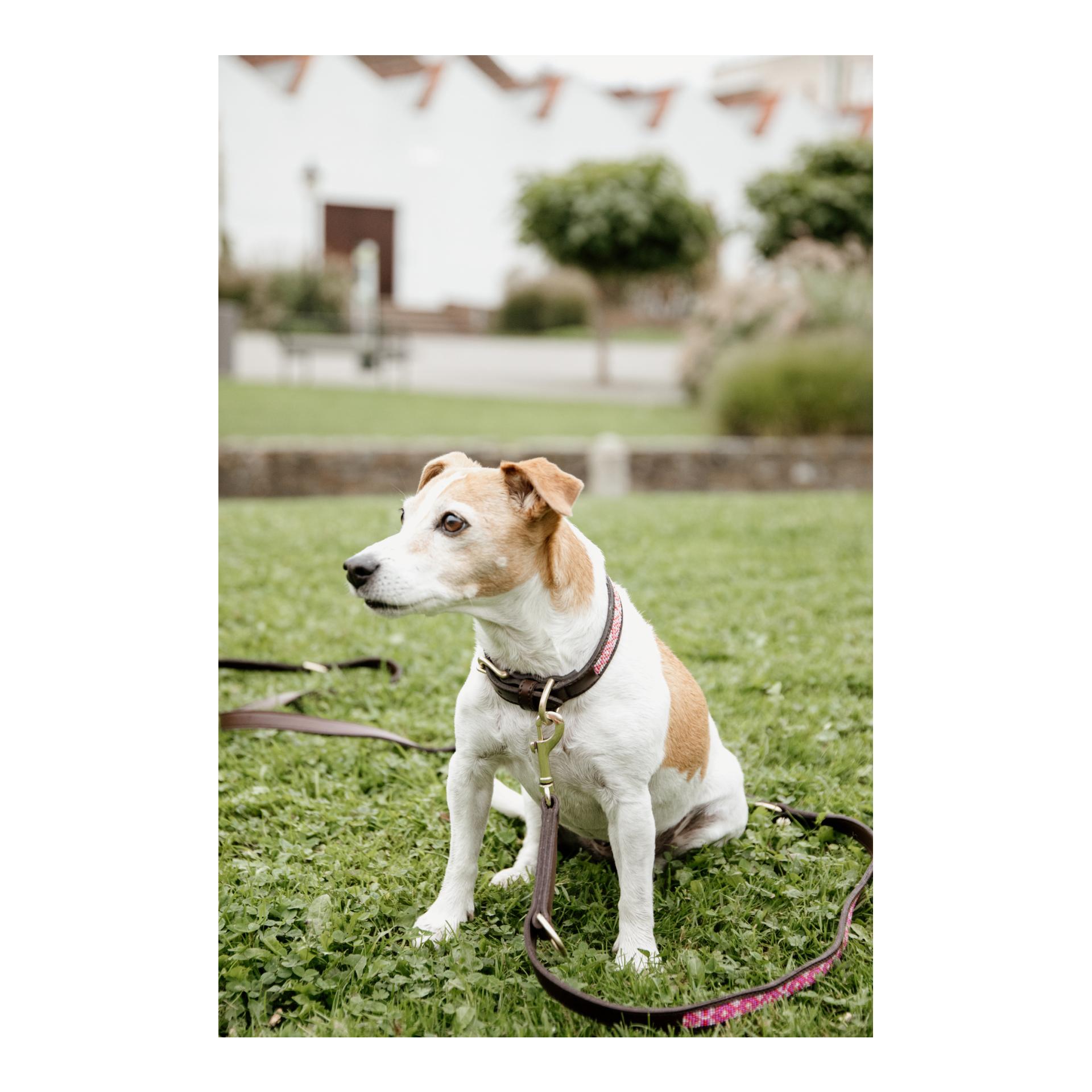 Hundeleine Handgemacht Pearls - pink