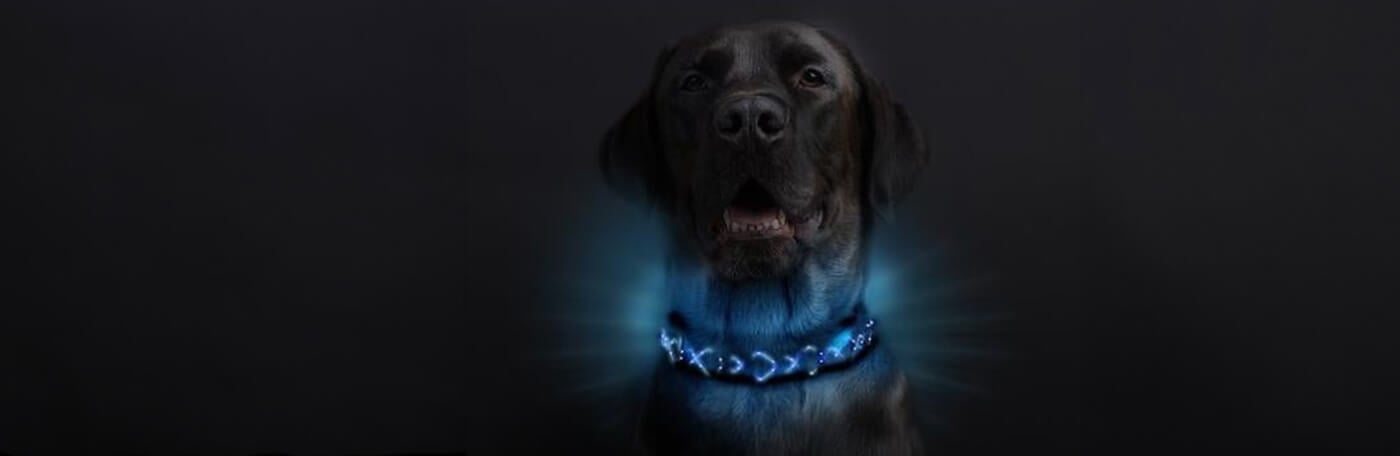 HP-Hund-Abenteuer-1400x456