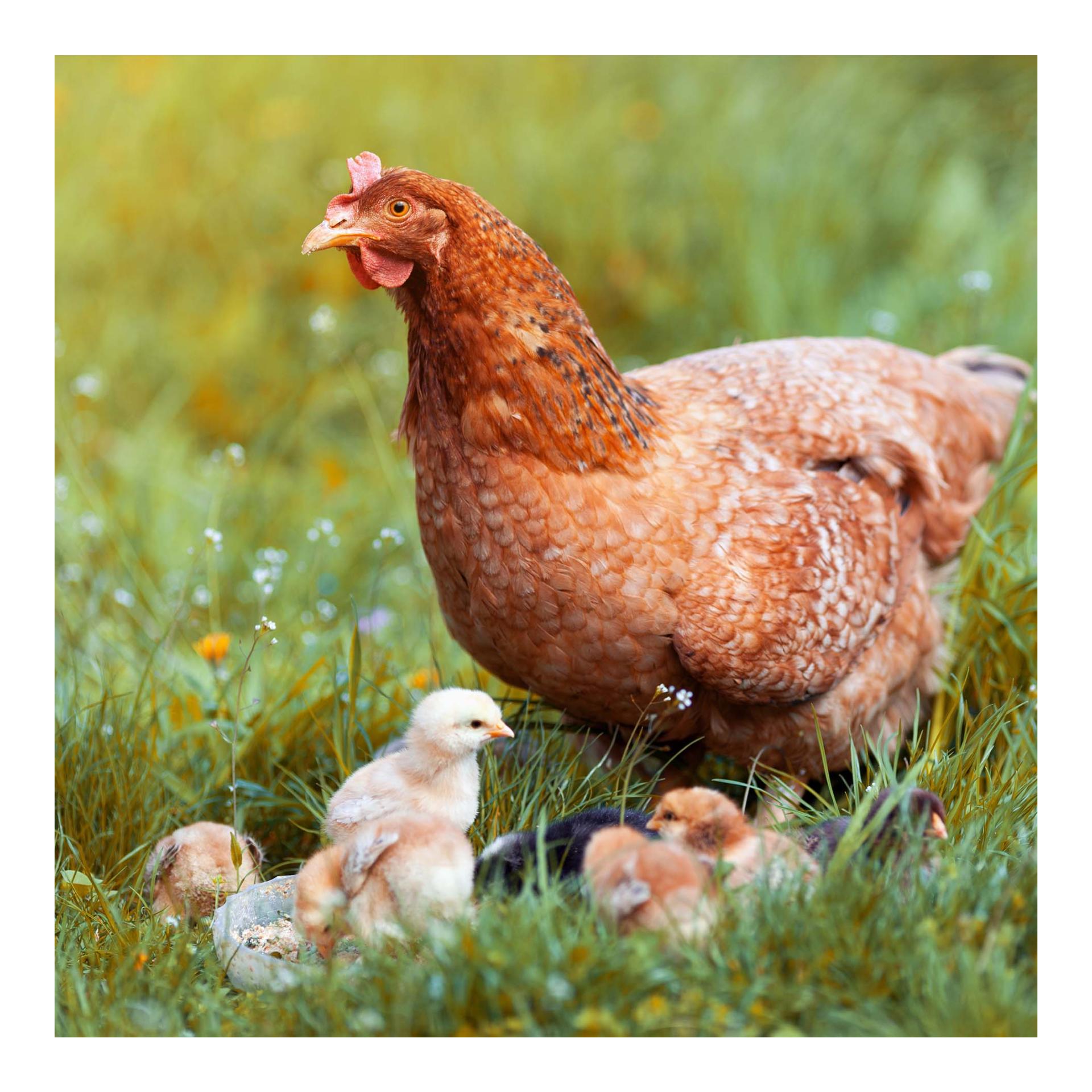 Power Legemehl für Hühner - Hühnerfutter für optimale Legeleistung & Eibildung 