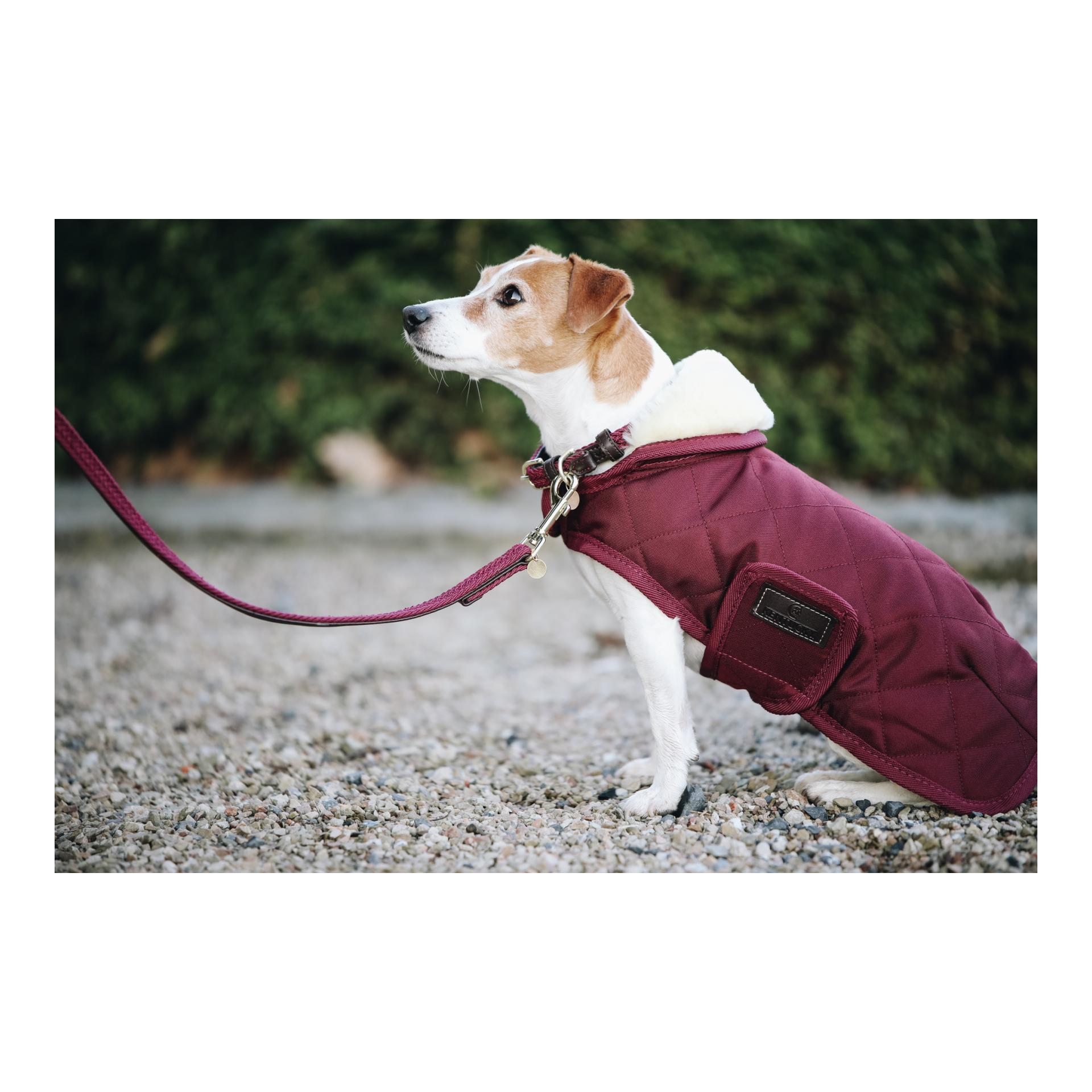 Laisse de chien en nylon tressé - bordeaux 