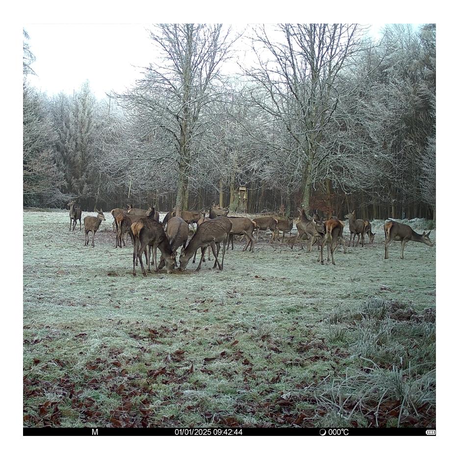 Seissiger Caméra de chasse Pro-Cam LTE - Édition SUPERSIM