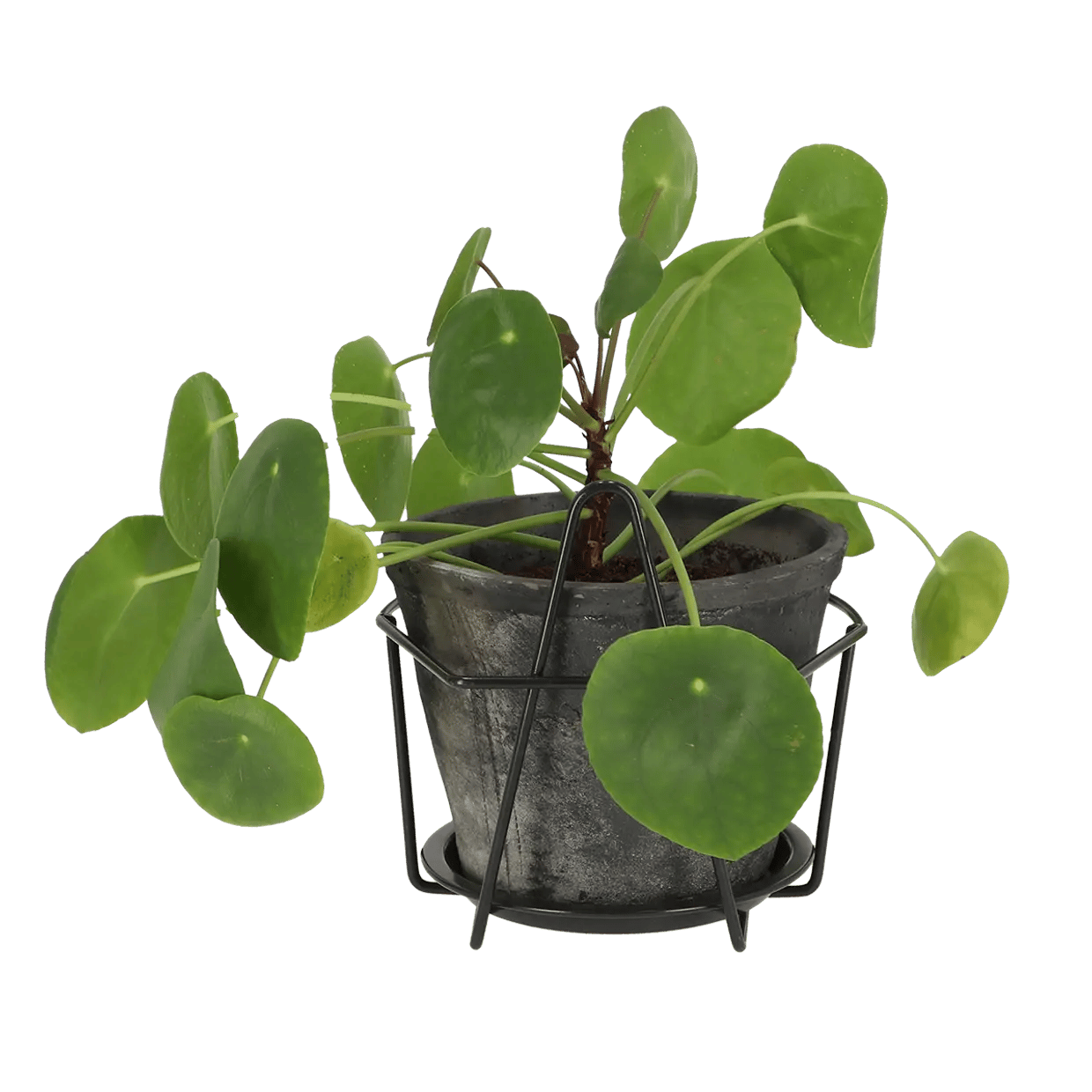 Esschert Wandblumentopfhänger