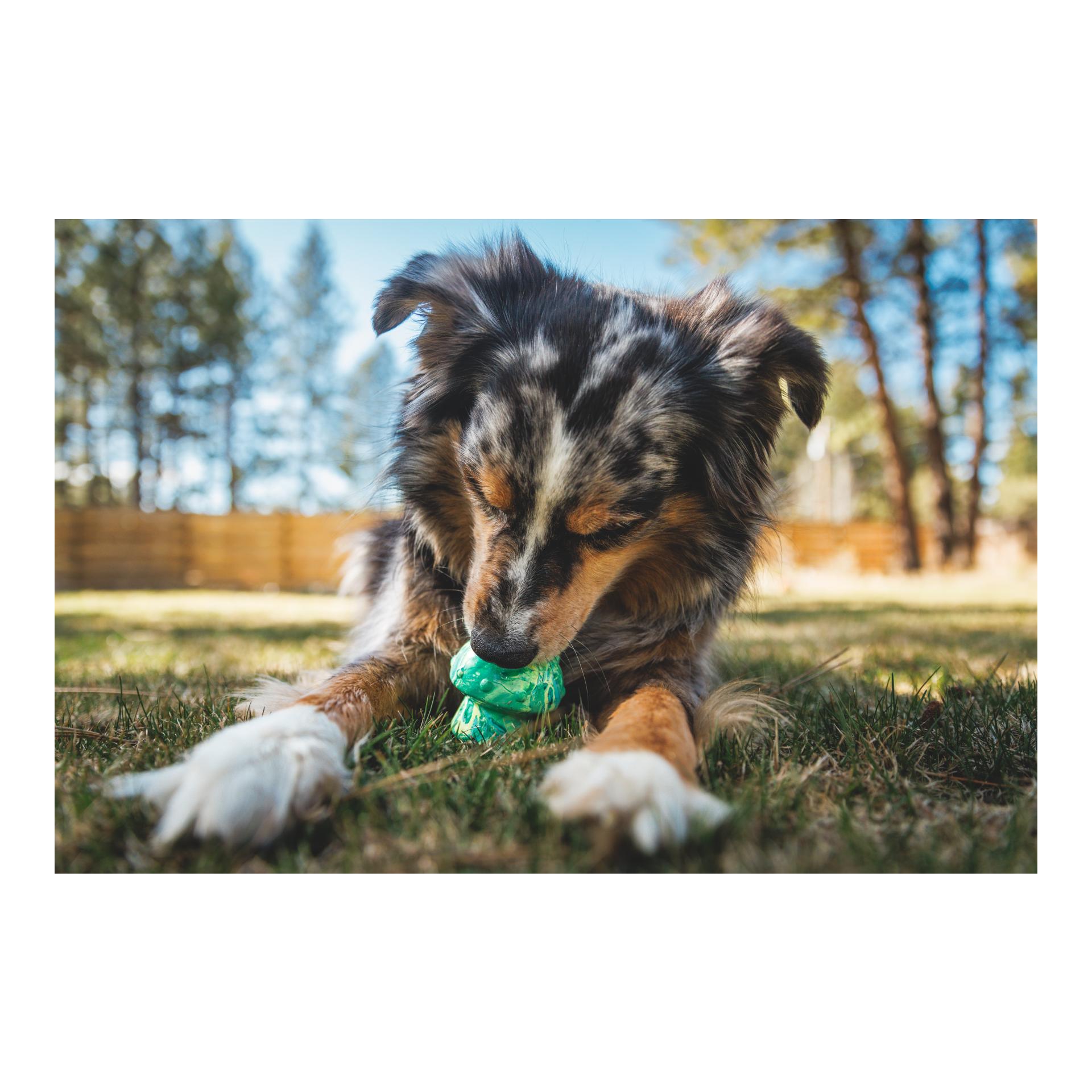 Hundespielzeug Toadstool