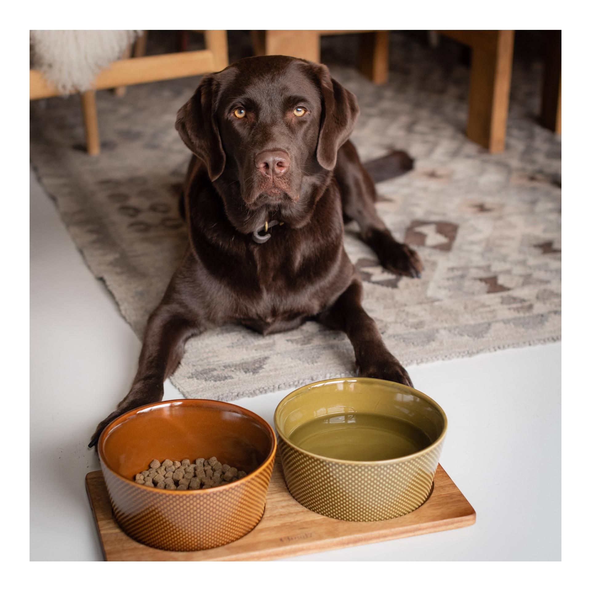 Hundenapf Alain - Avocado