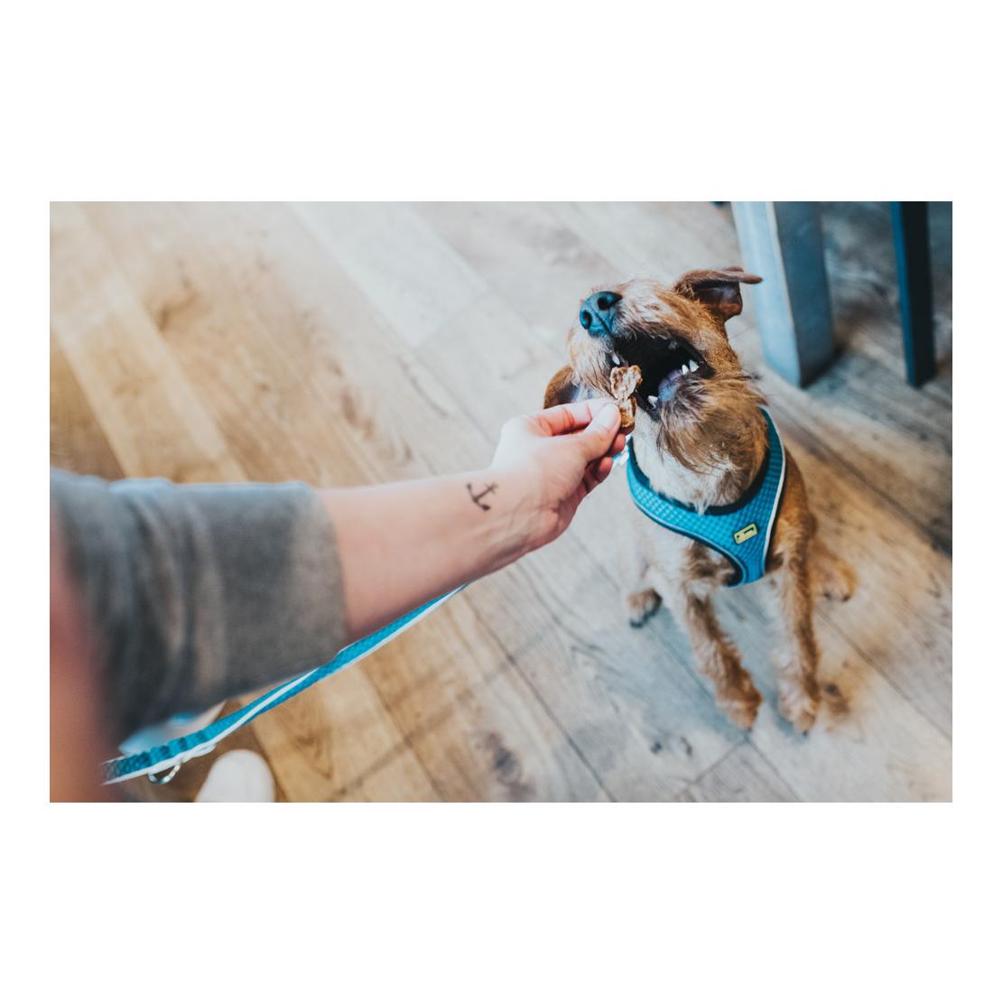 Hundegeschirr Hilo Comfort - türkis