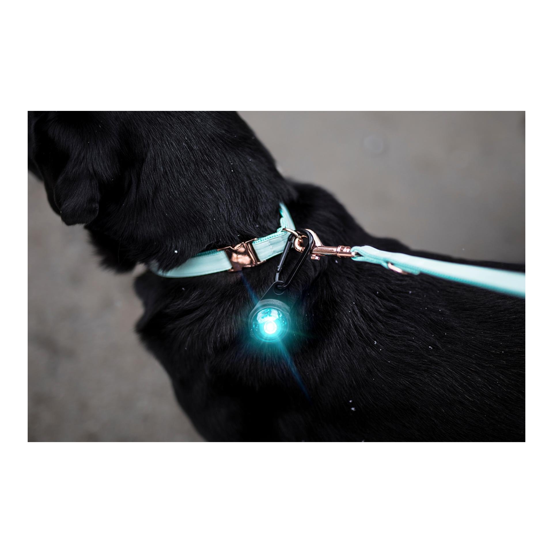 Safety Light Orbiloc Dog Dual - türkis