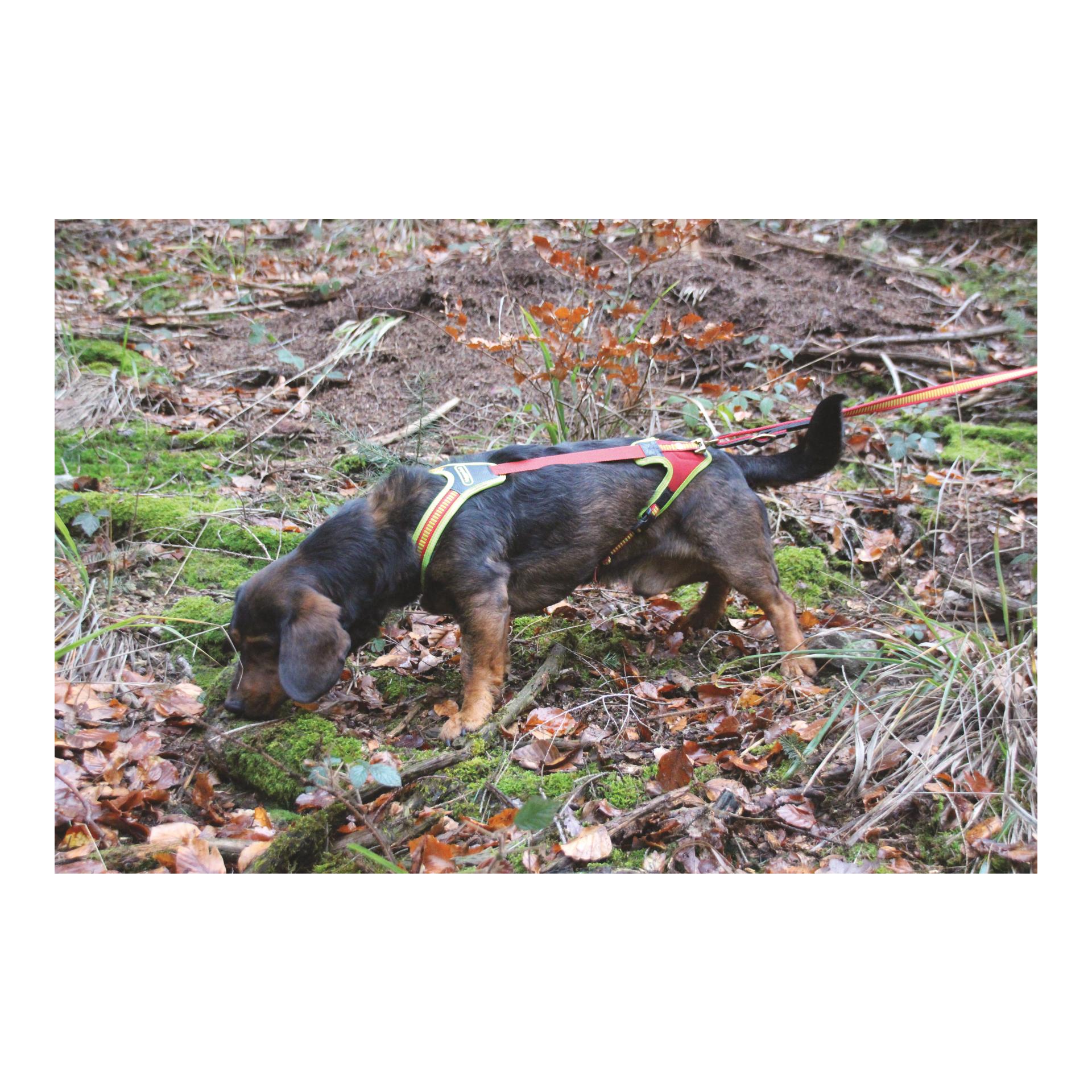 Hundeführgeschirr Follow Trail