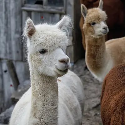 HP-Futter-lama-alpaka
