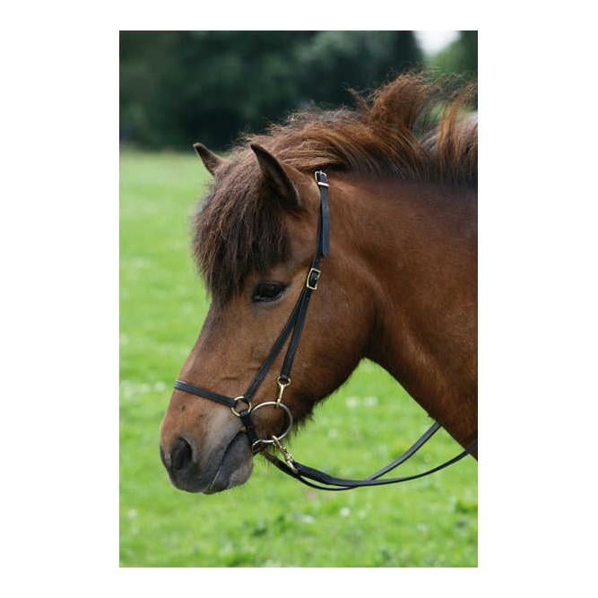 Image of Waldhausen Island Arbeitshalfter mit Karabinern - schwarz bei Hauptner.ch