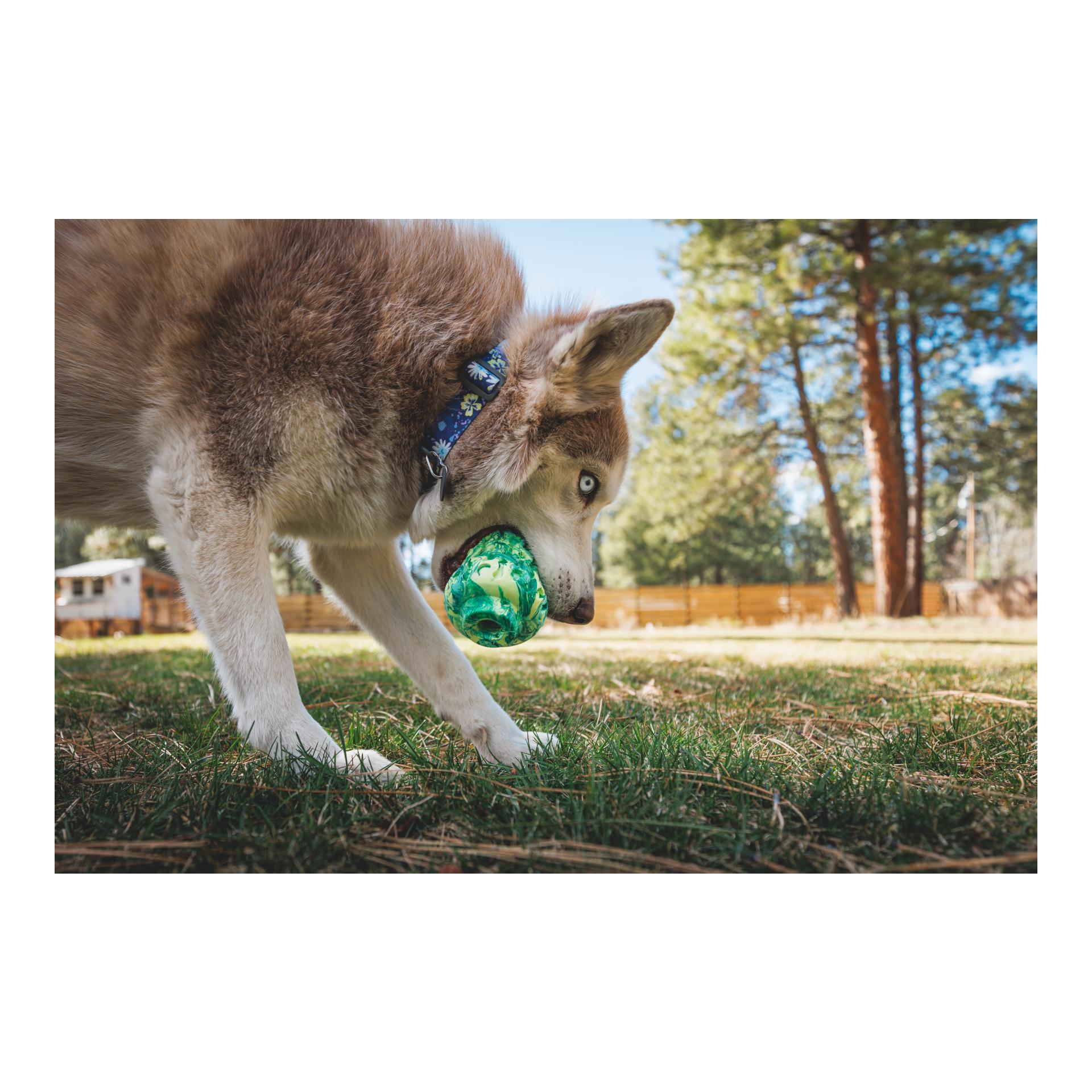 Hundespielzeug Morel