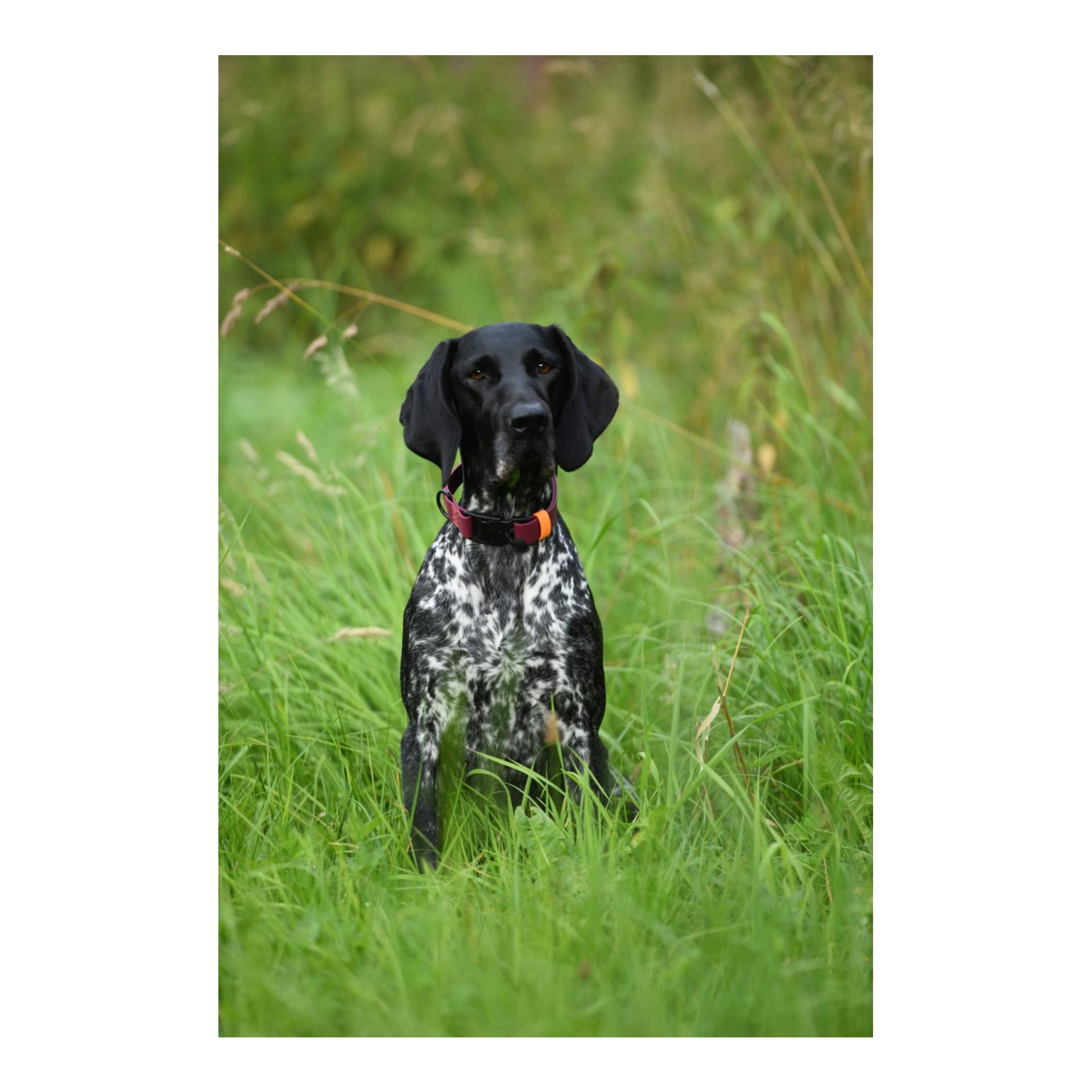 Collier de chien Biothane Ipanema