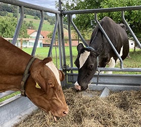 Hauptner-KAT-Fuettern