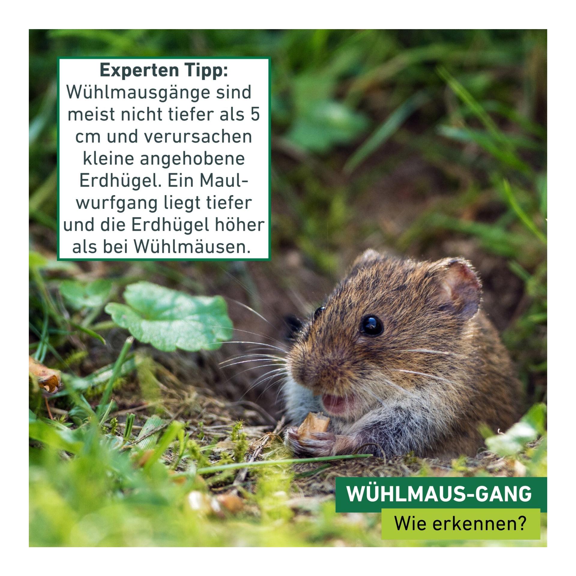 Windhager Wühlmausfalle Standard