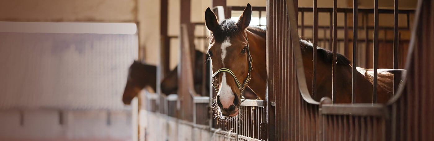 HP-Pferdesport-Stall-topslider