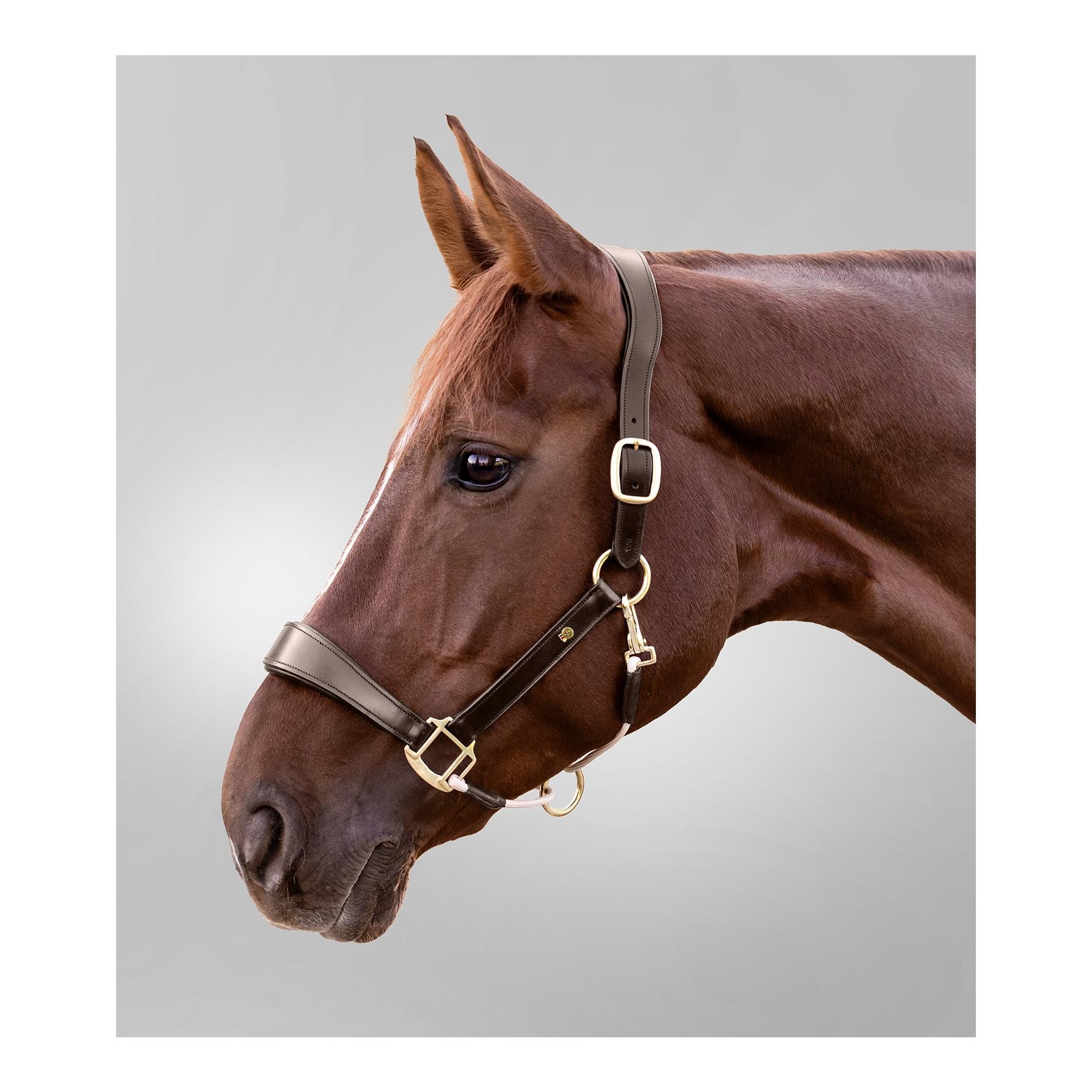 Lederhalfter S-Line Royal