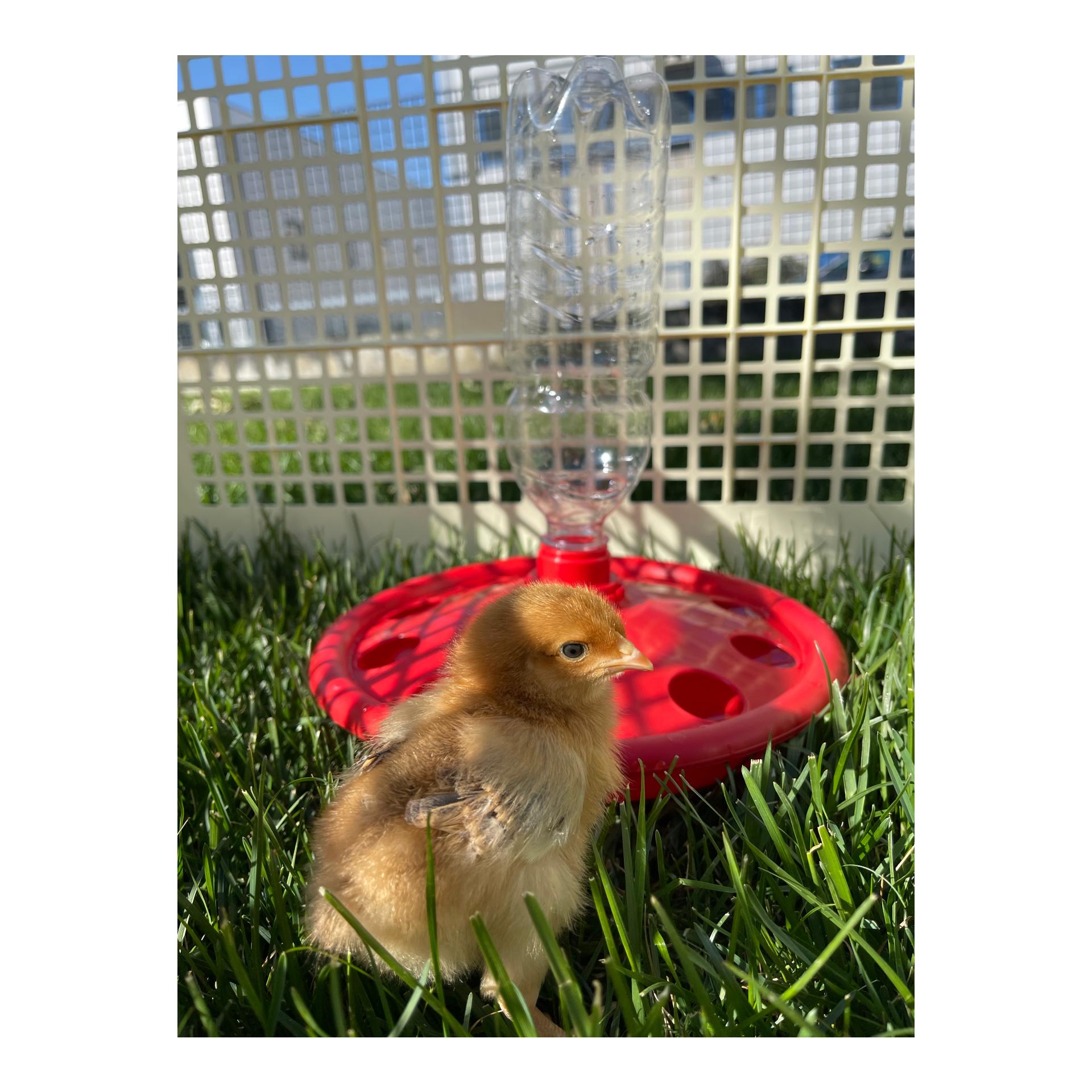 Flaschenhalter Tränke für Küken