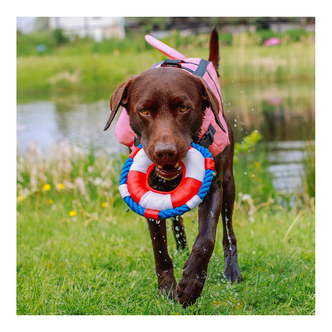 Aide à la natation pour chiens Shark
