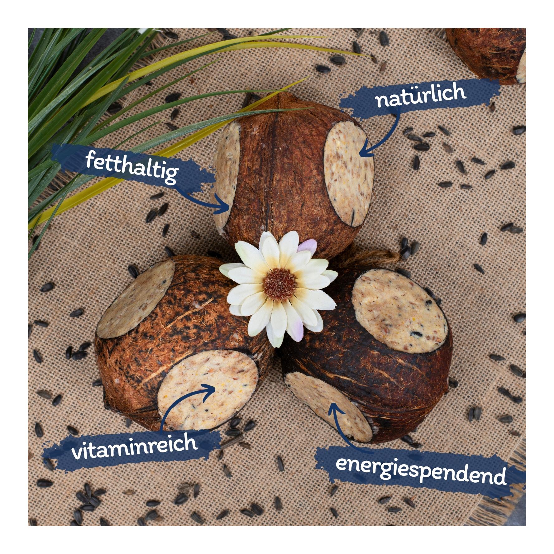 Ganze Kokosnuss mit 3 Löchern gefüllt