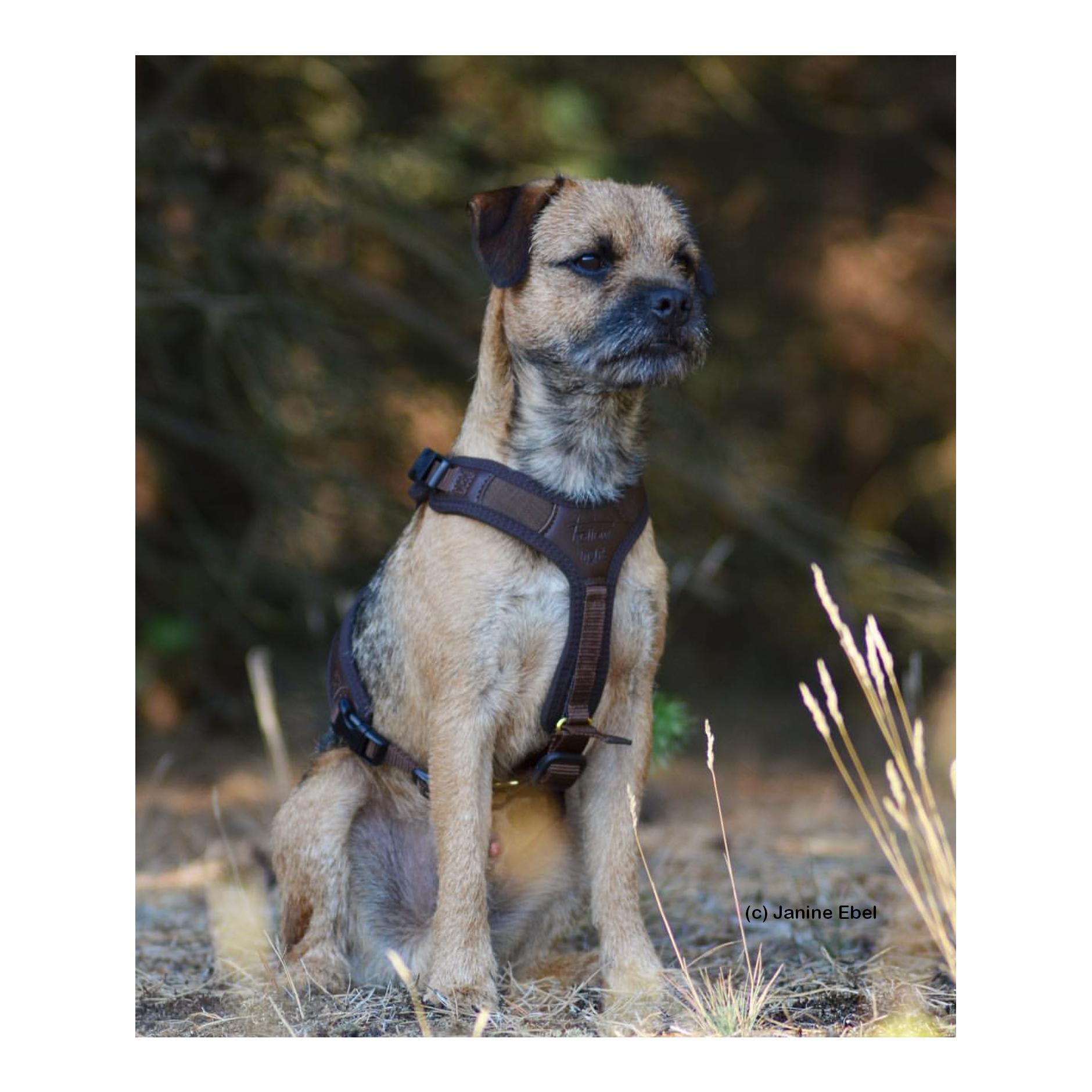 Hundeführgeschirr Follow Light