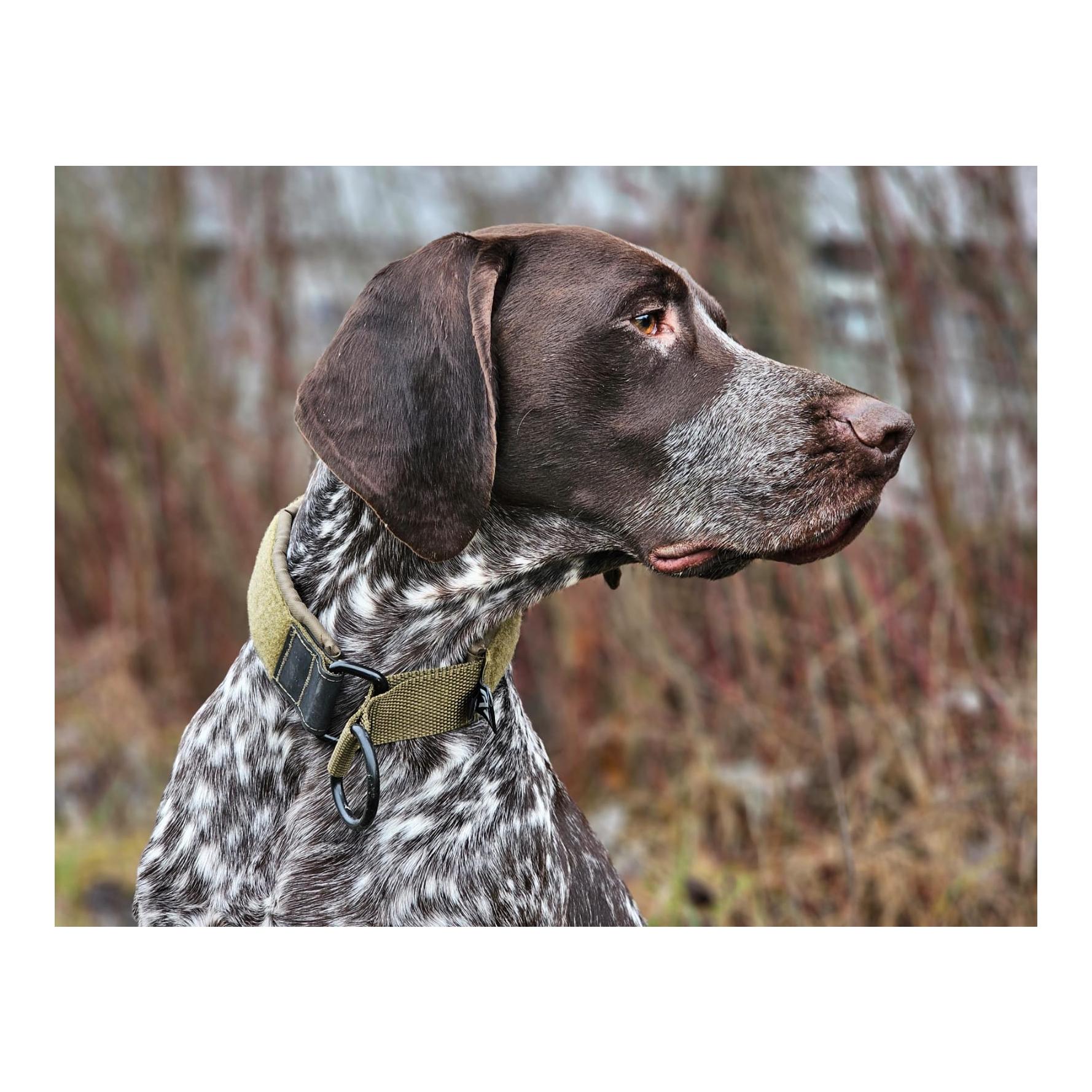 Hundehalsband Solid Collar Working Dog