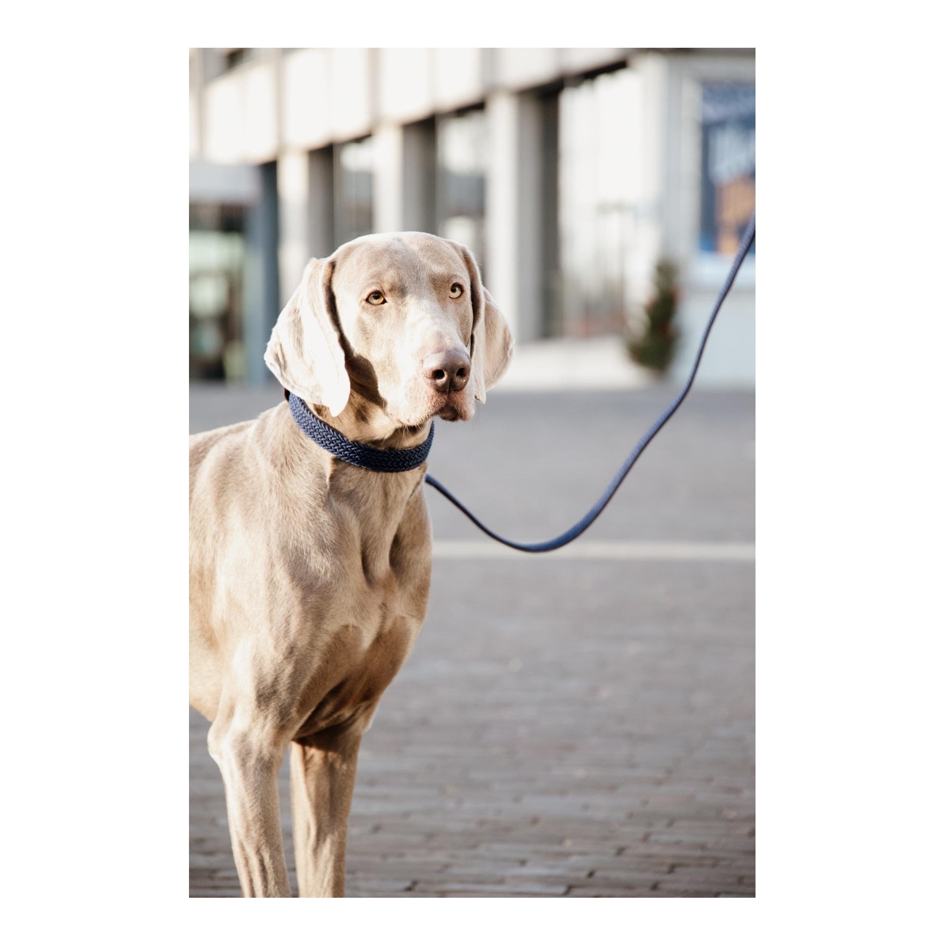 Hundeleine Nylon geflochten - navy