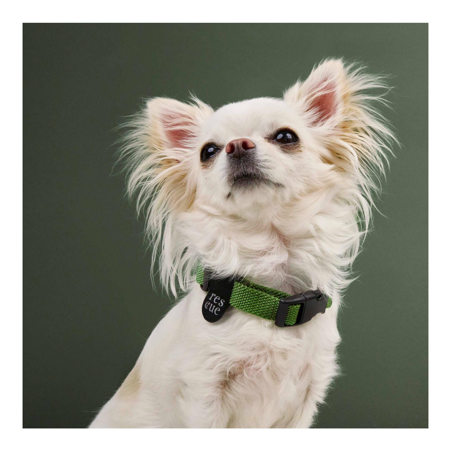 Collier de chien RESC7UE