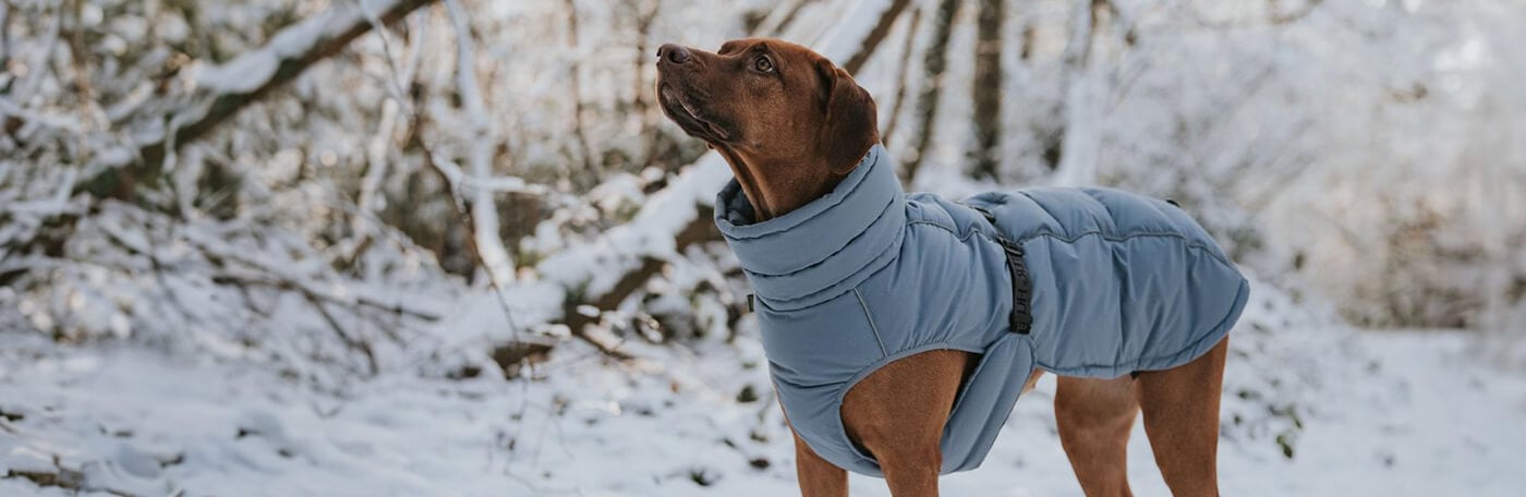 HP-Hund-Regenwetter-1400x456