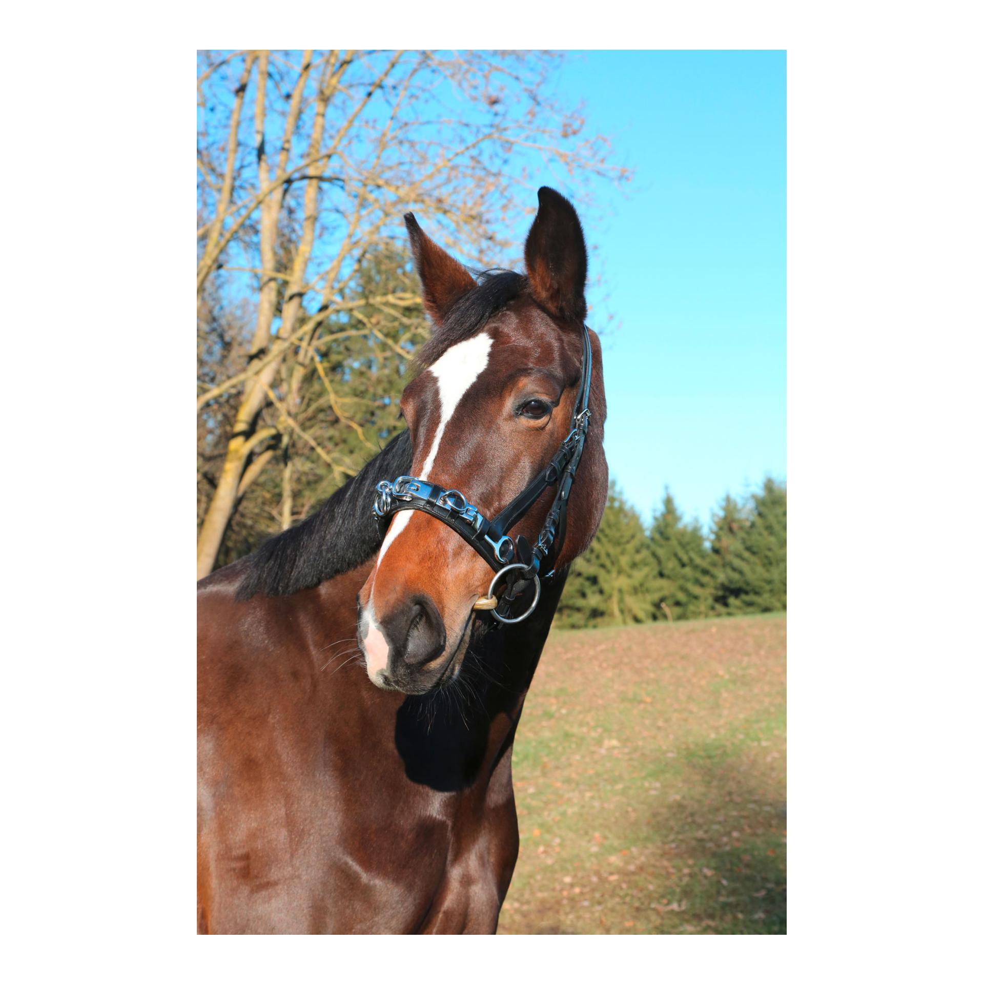 Image of Kerbl Kappzaum Leder Exklusiv - schwarz bei Hauptner.ch