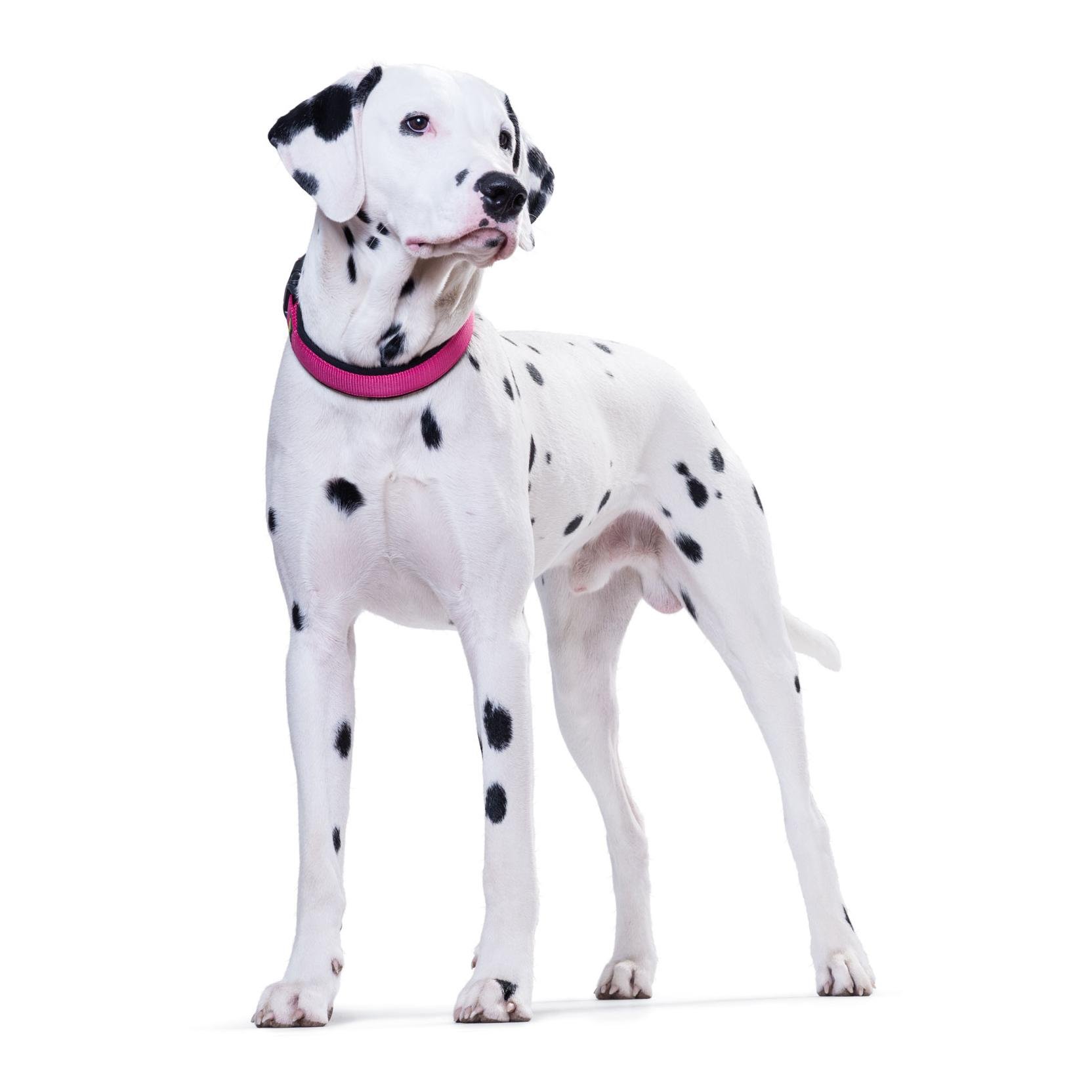 Halsband Vario Plus Neopren/Nylon