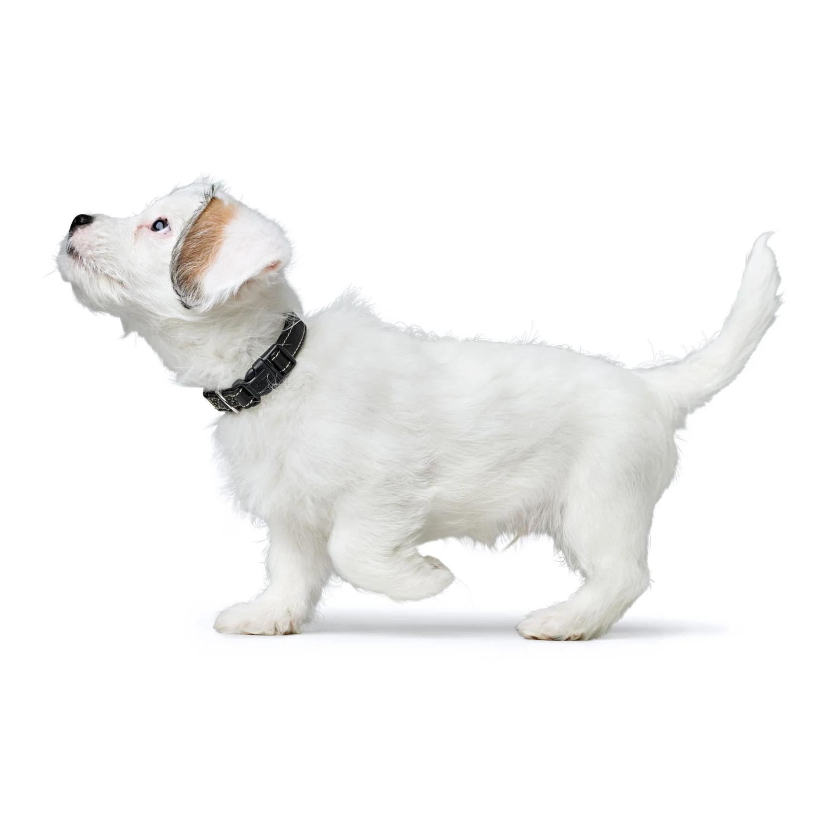 Halsband Click Canadian Up