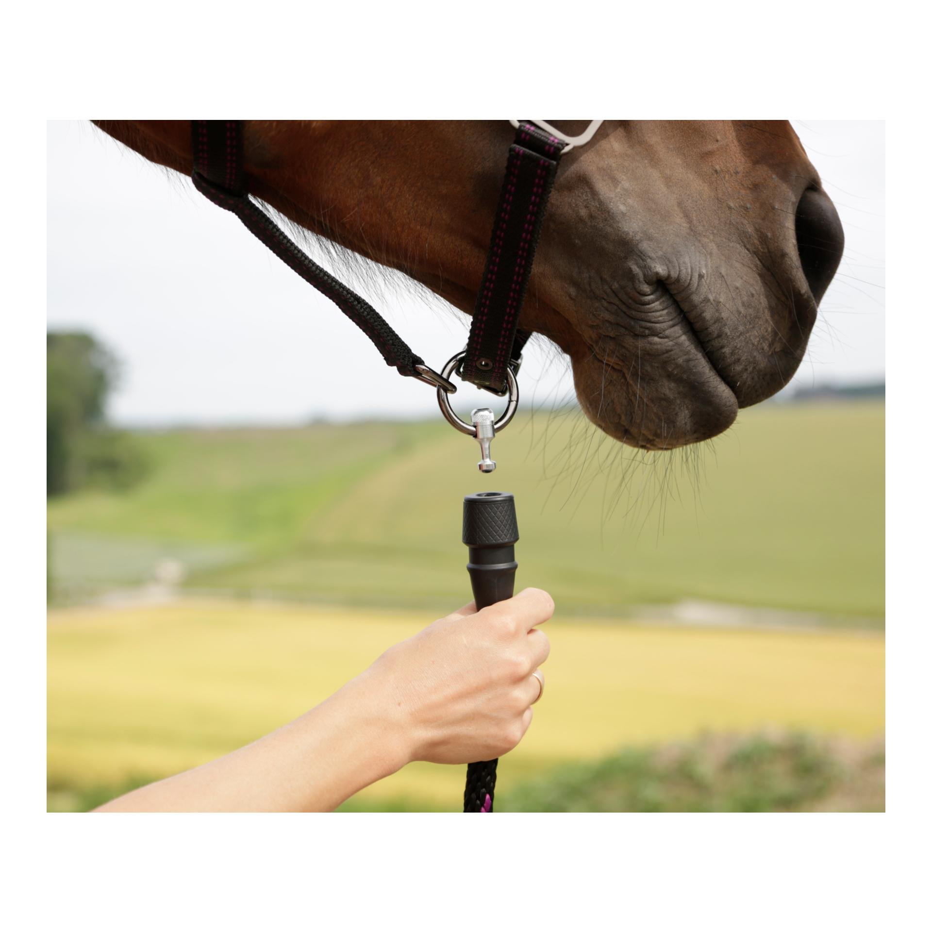 GoLeyGo 2.0 Halfter - schwarz/fuchsia