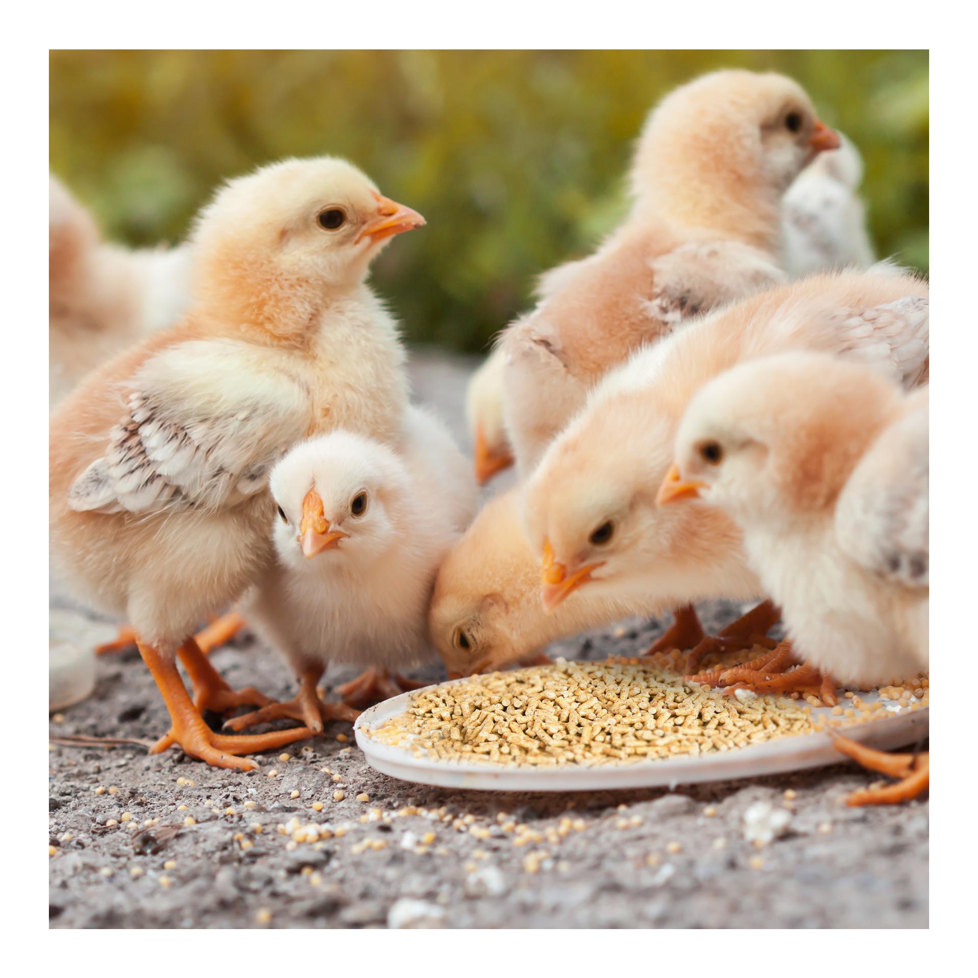 Kükenfutter Spezial – Aufzuchtfutter