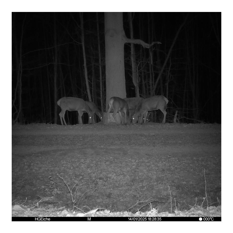 Seissiger Caméra de chasse Pro-Cam LTE - Édition SUPERSIM