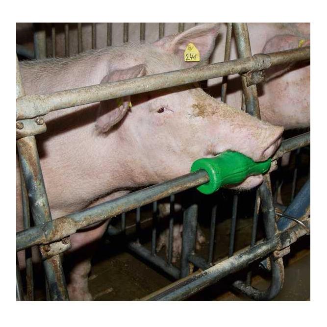 Cylindre de dentition