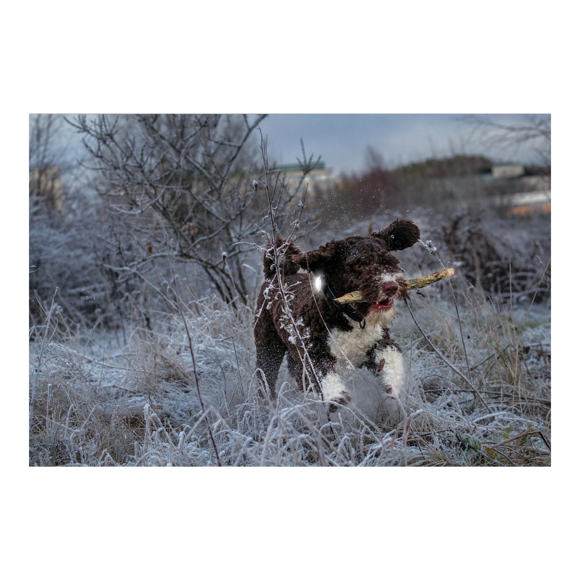 Safety Light Orbiloc Dog Dual - weiss