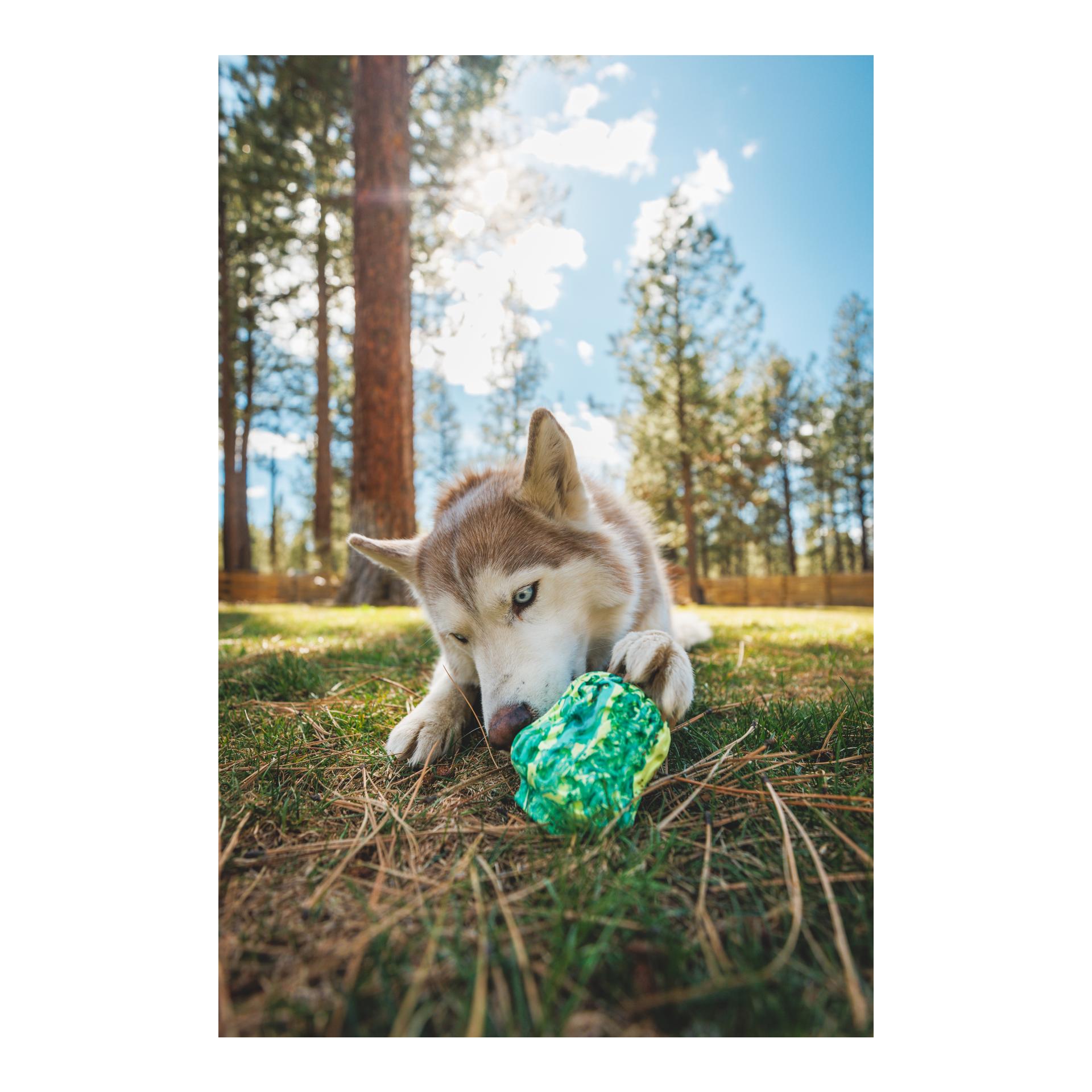Hundespielzeug Morel