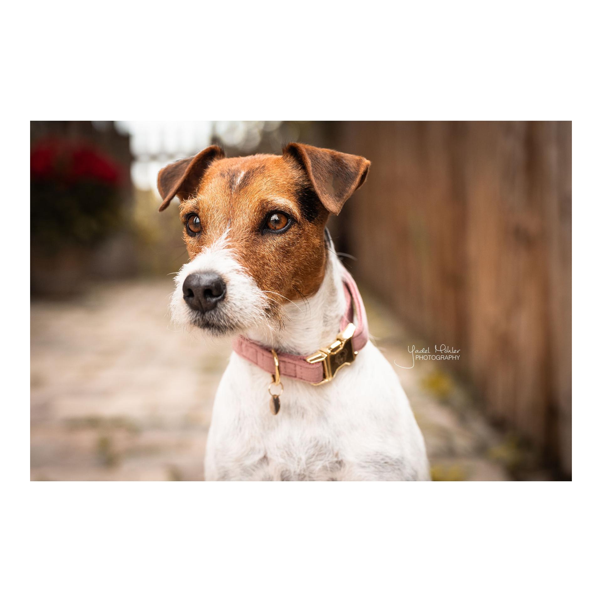 Hundehalsband velvet - old rose