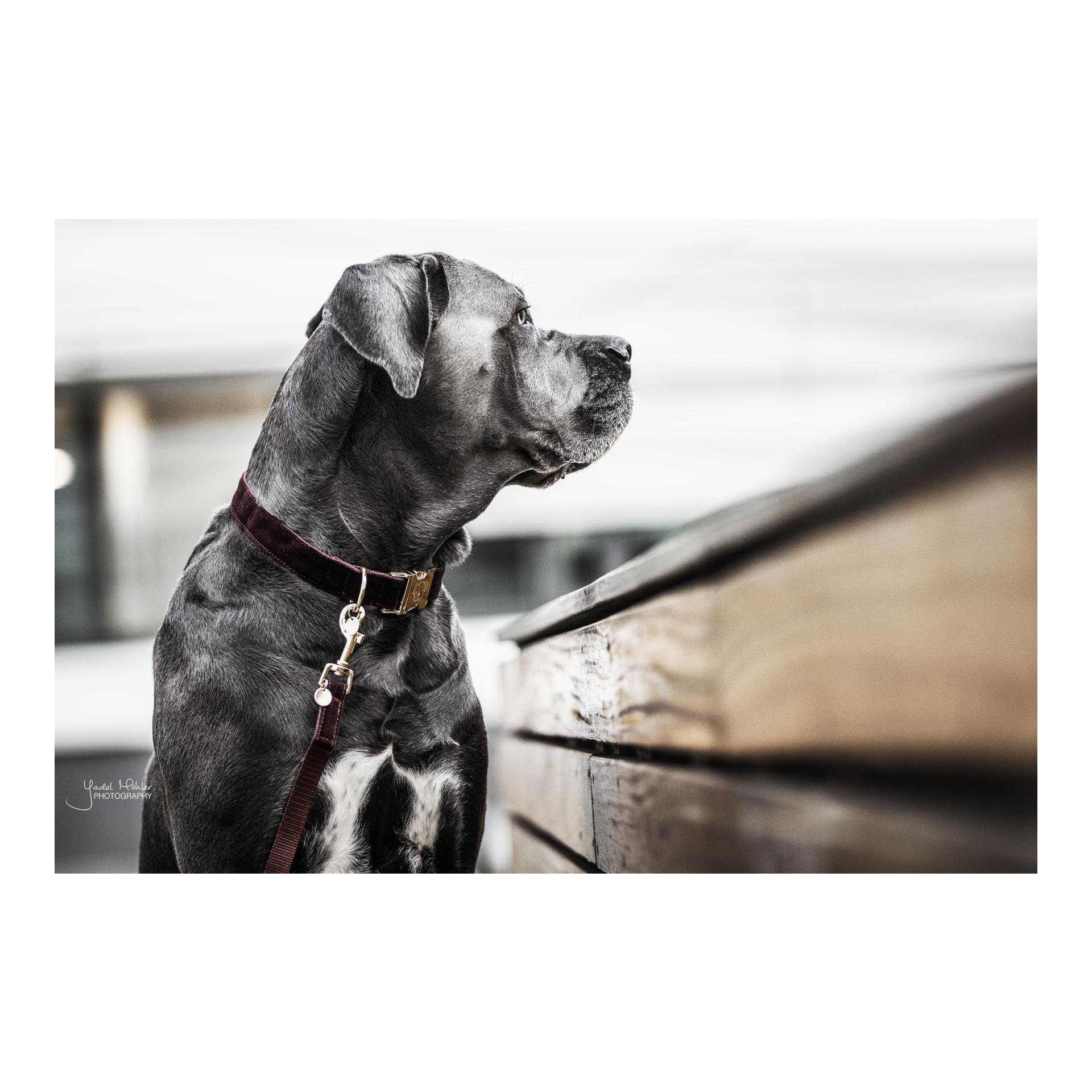 Hundehalsband Corduroy - bordeaux