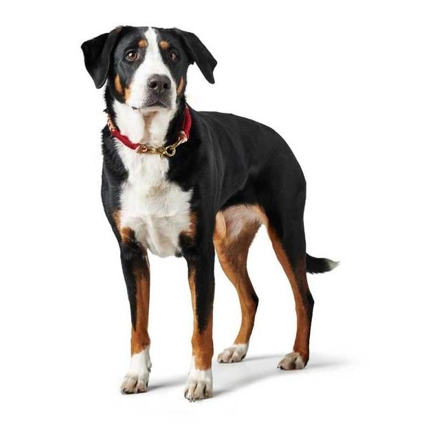 Halsung Tinnum - rot/beige