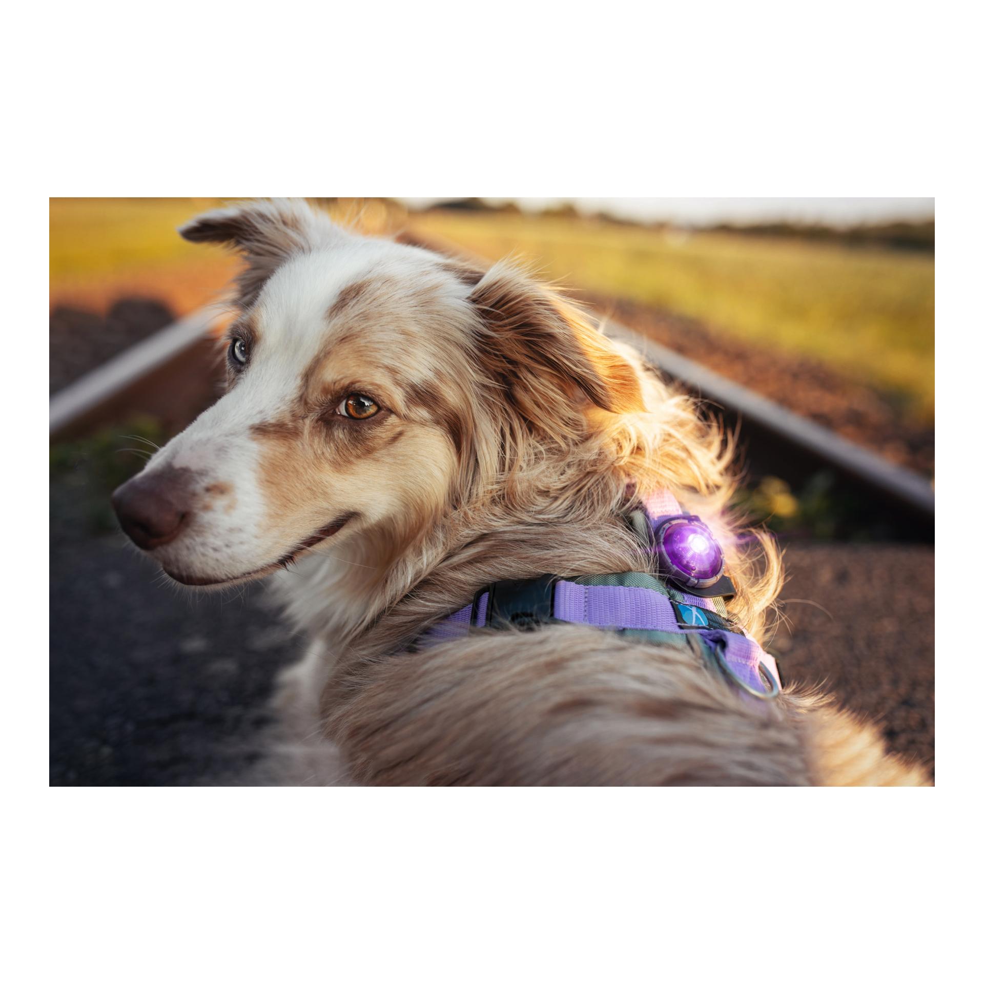 Safety Light Orbiloc Dog Dual - violett