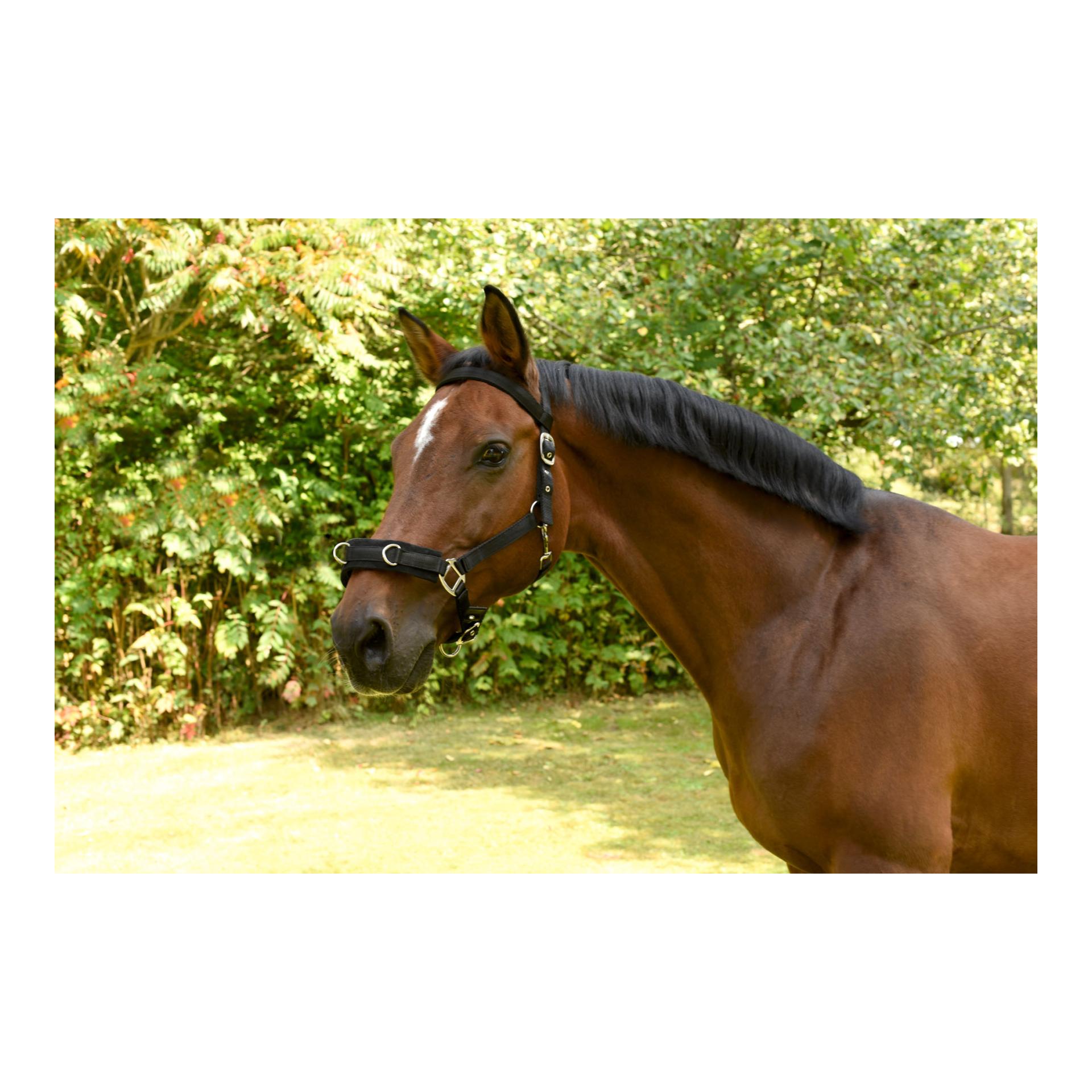 Longierhalfter Kunststoff