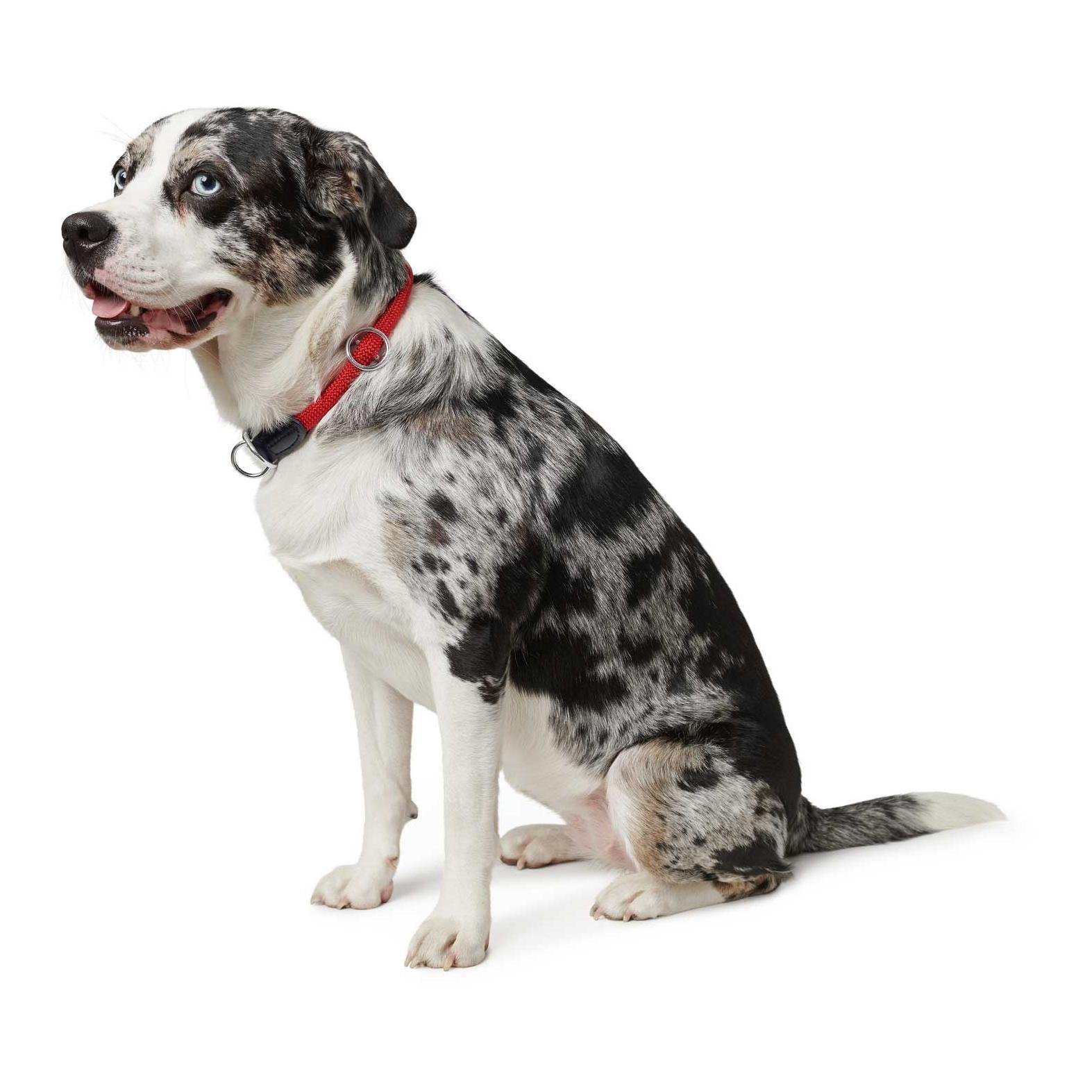 Dressurhalsung Freestyle - rot