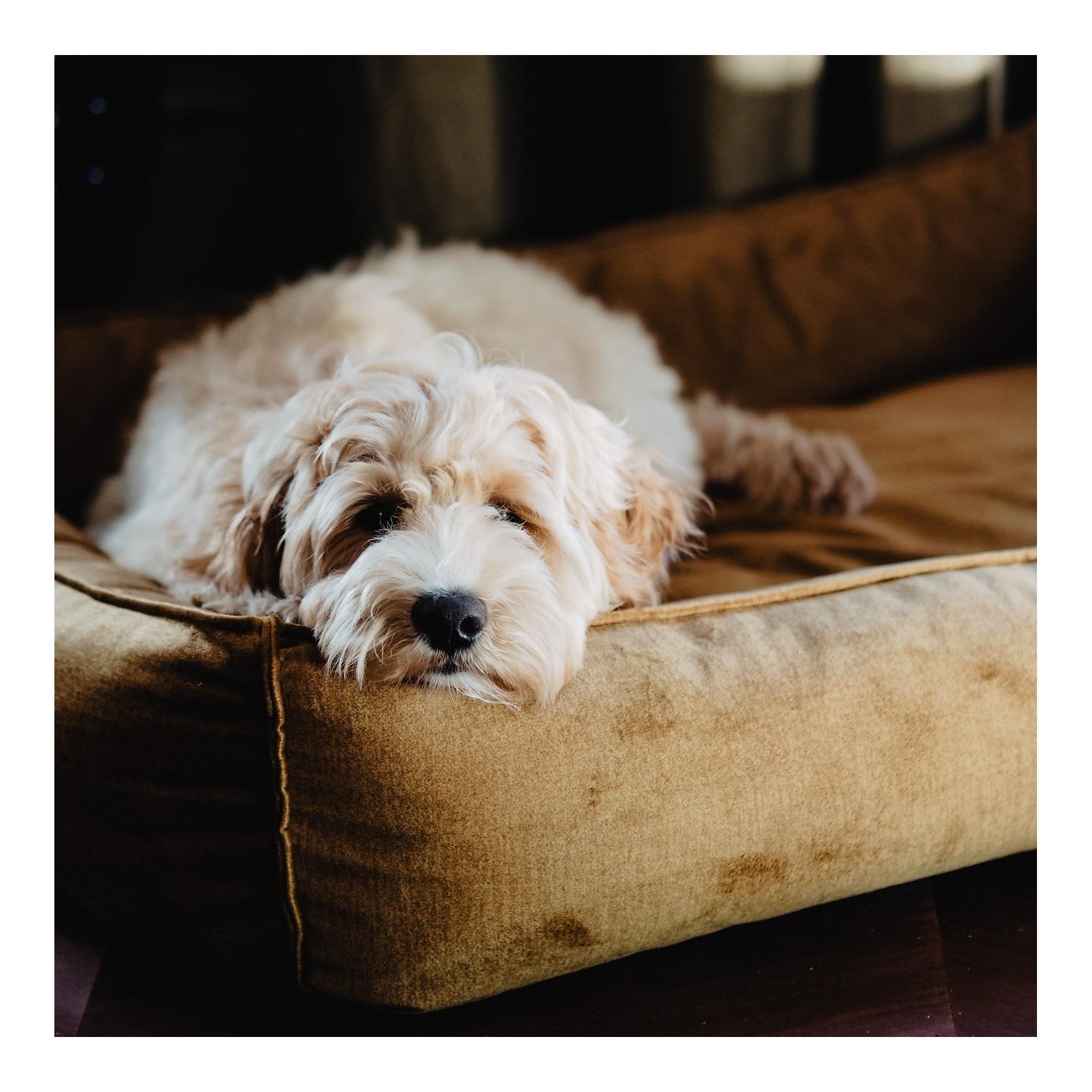 Hundebett Shimmer Box Bett