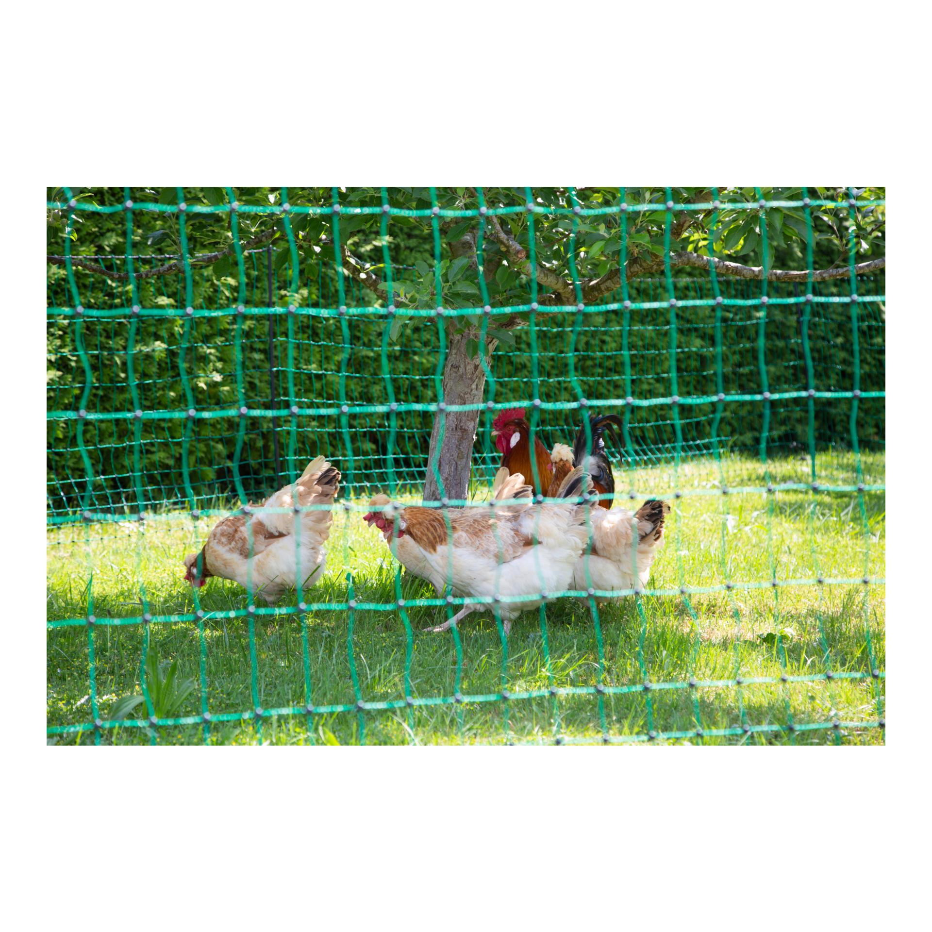 Geflügelnetz PoultryNet - Doppelspitz